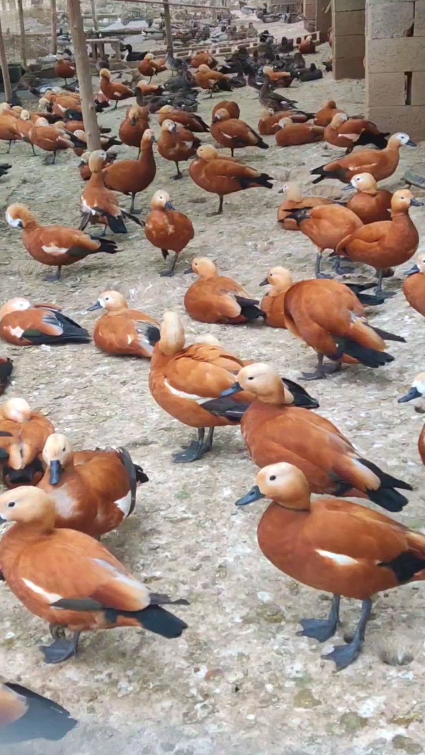 大家好,这是咱们家养殖的赤麻鸭,外观可爱颜色鲜艳,观赏价值极高-度小