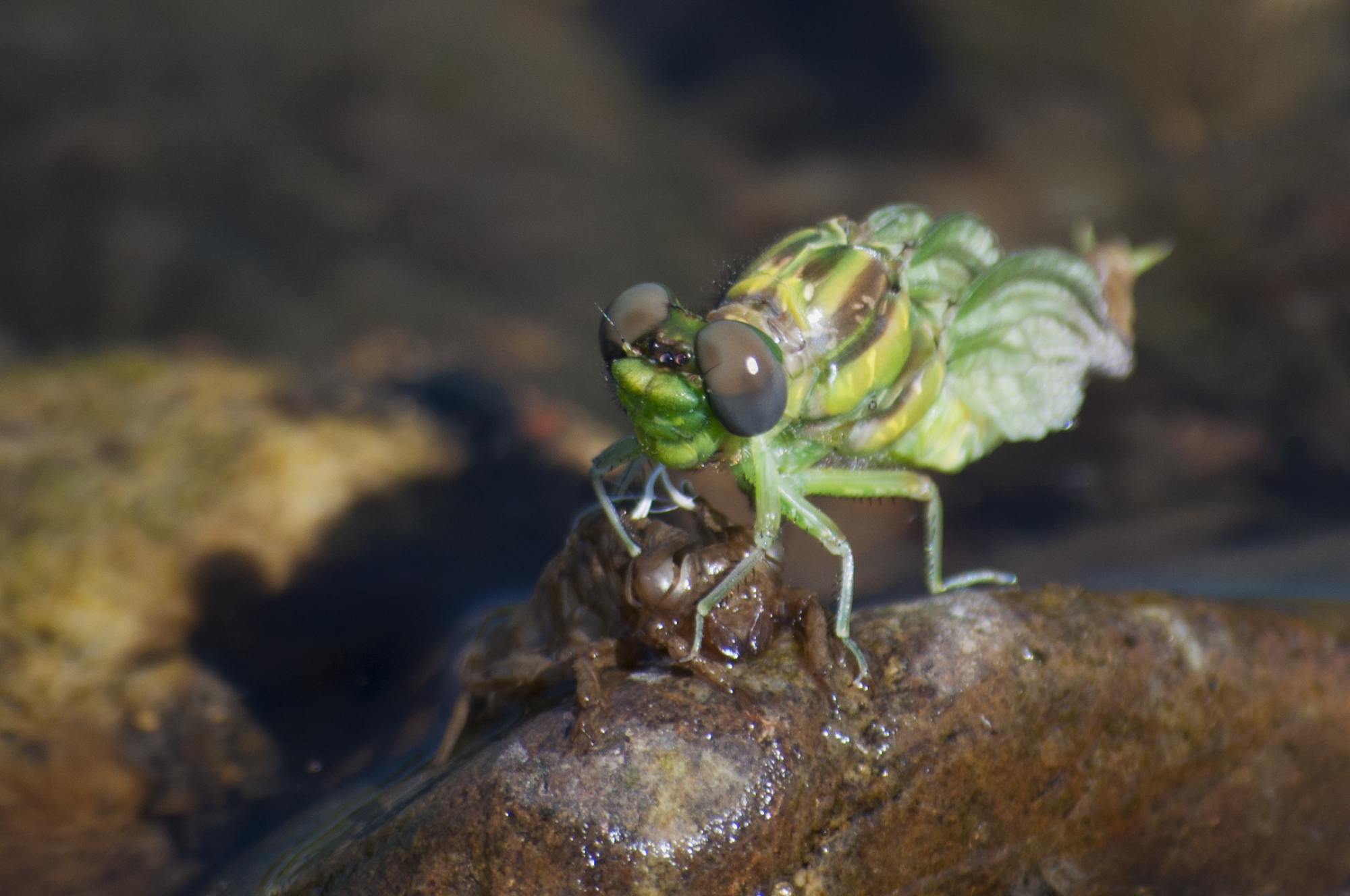 蜻蜓若虫离开水变成一只美丽的大蜻蜓