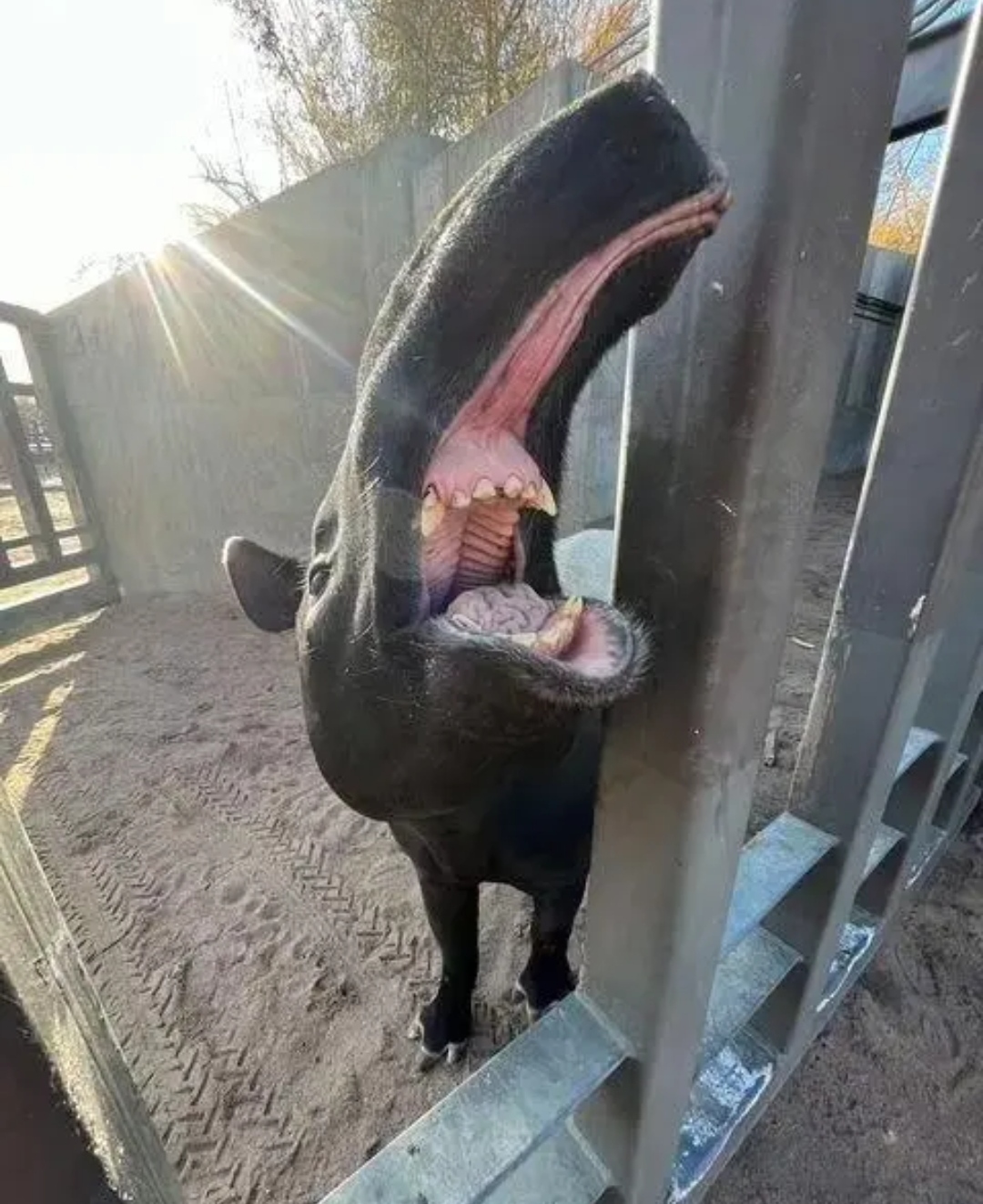 嘴巴那么长是什么动物?