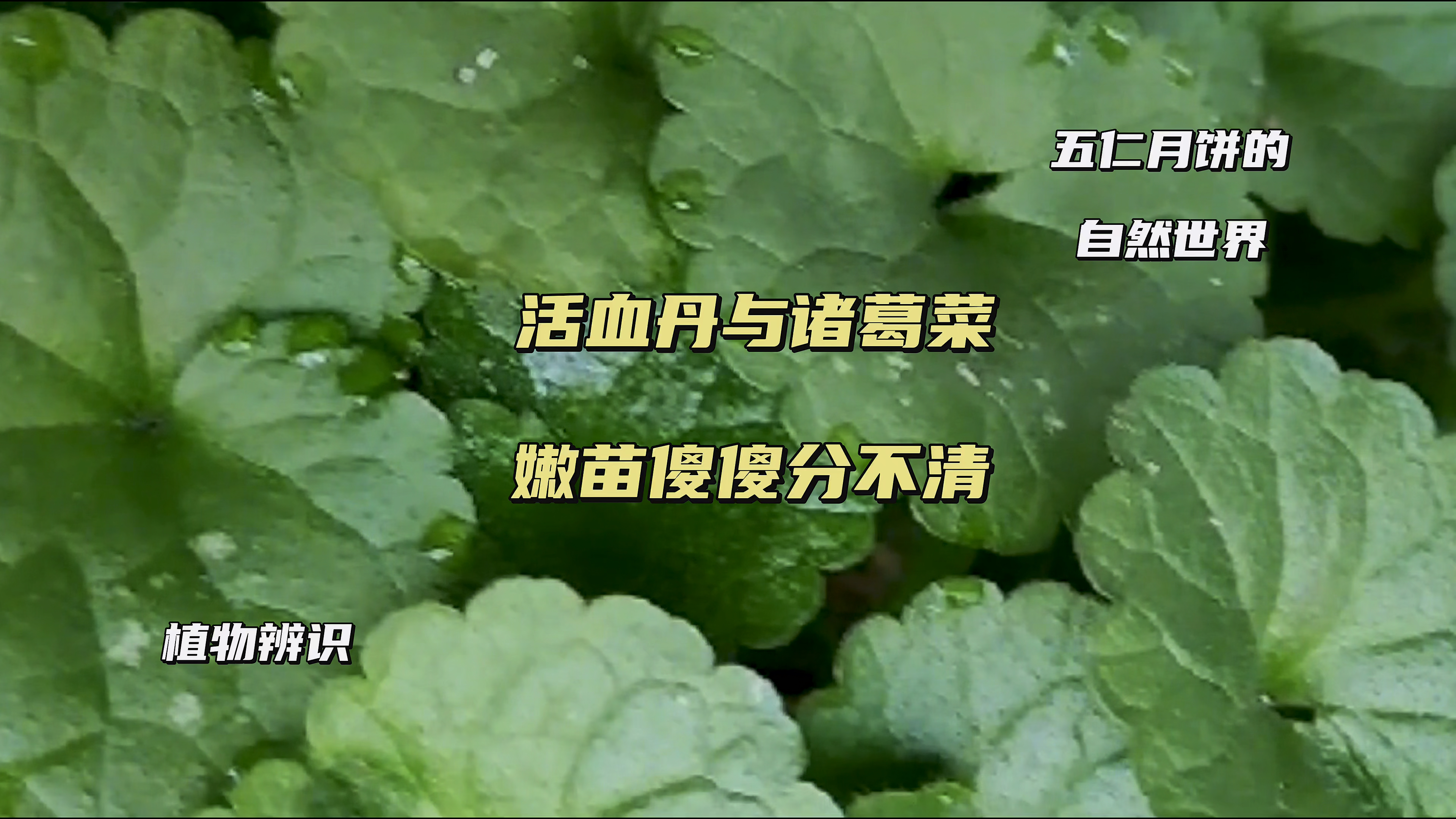 诸葛菜与活血丹嫩苗傻傻分不清