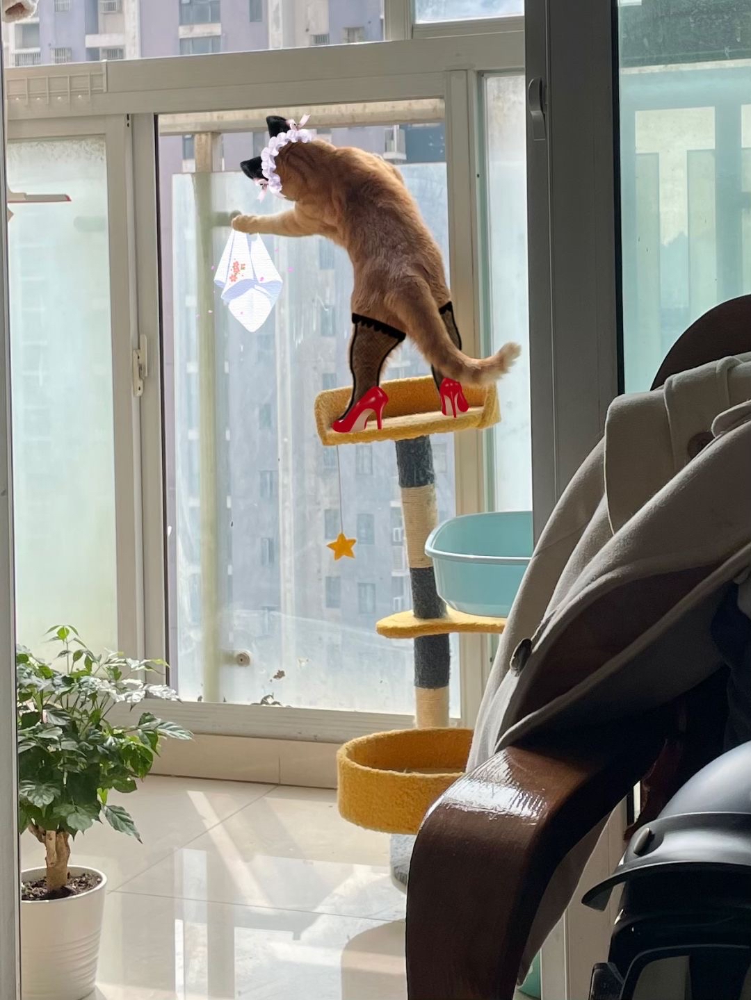 给猫咪p图的快乐你们懂吗