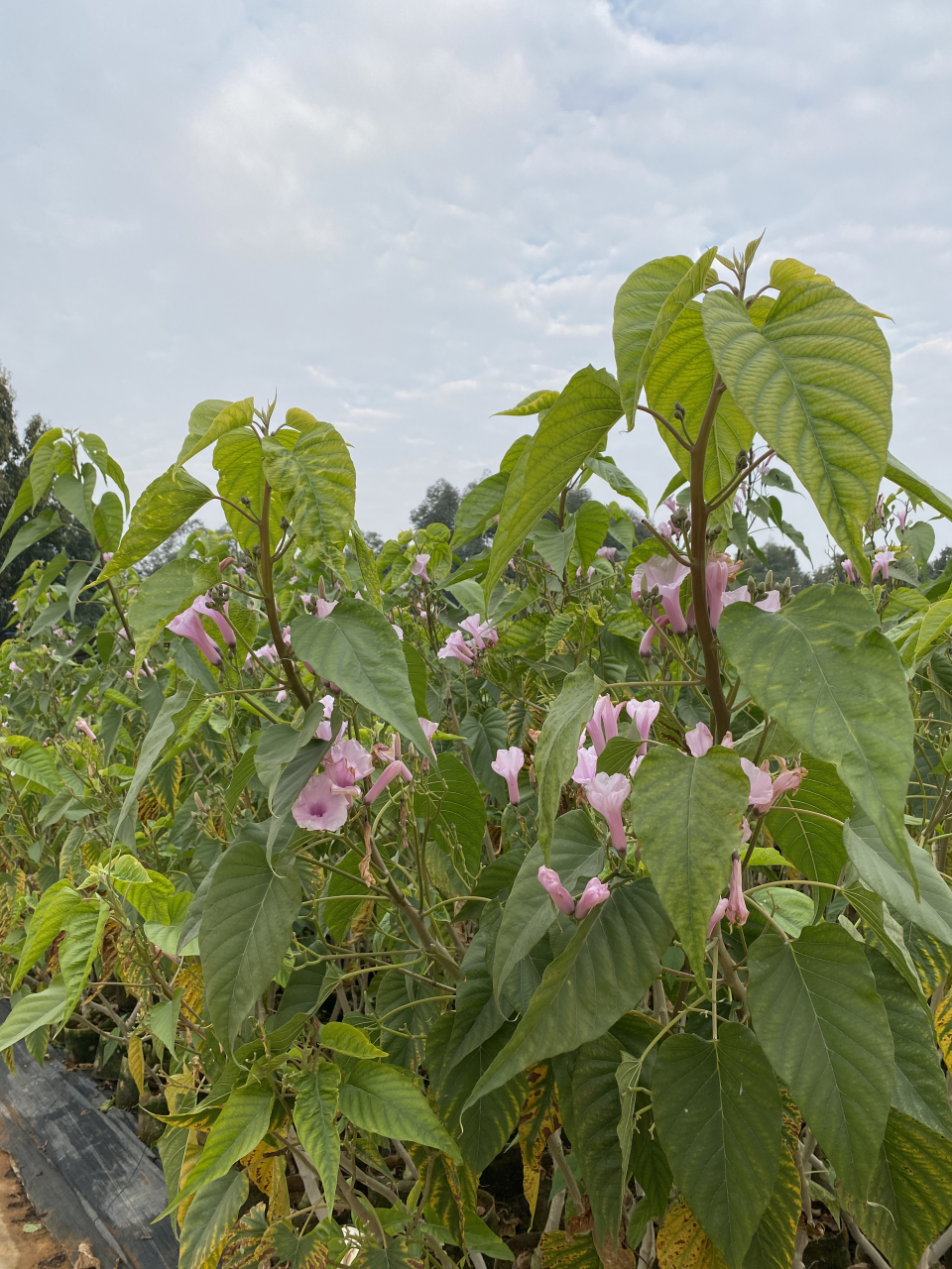 树牵牛在这样的气温下依然能粉嫩绽放,又刷新我对这个异乡迁徙而来