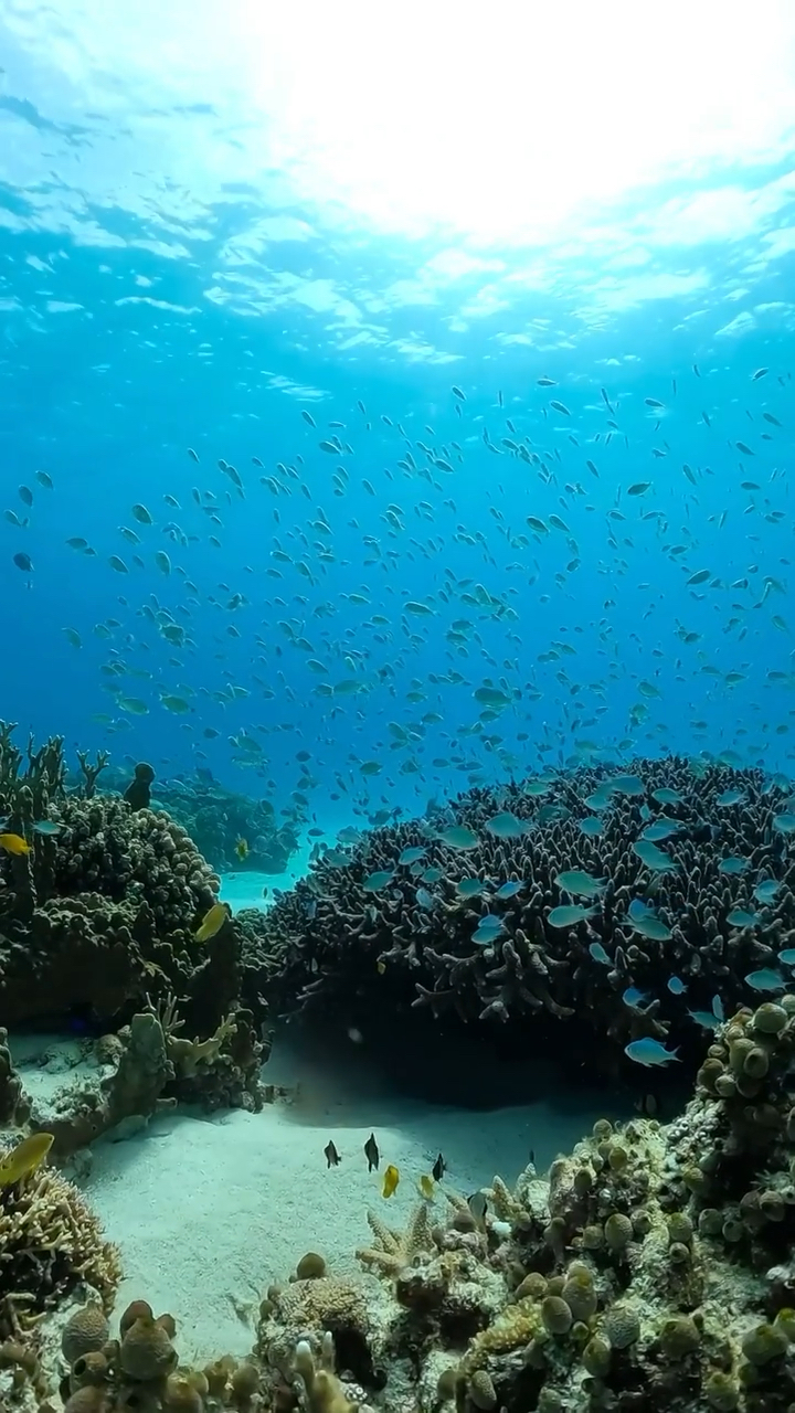 如此清澈的海底世界太令人神往了