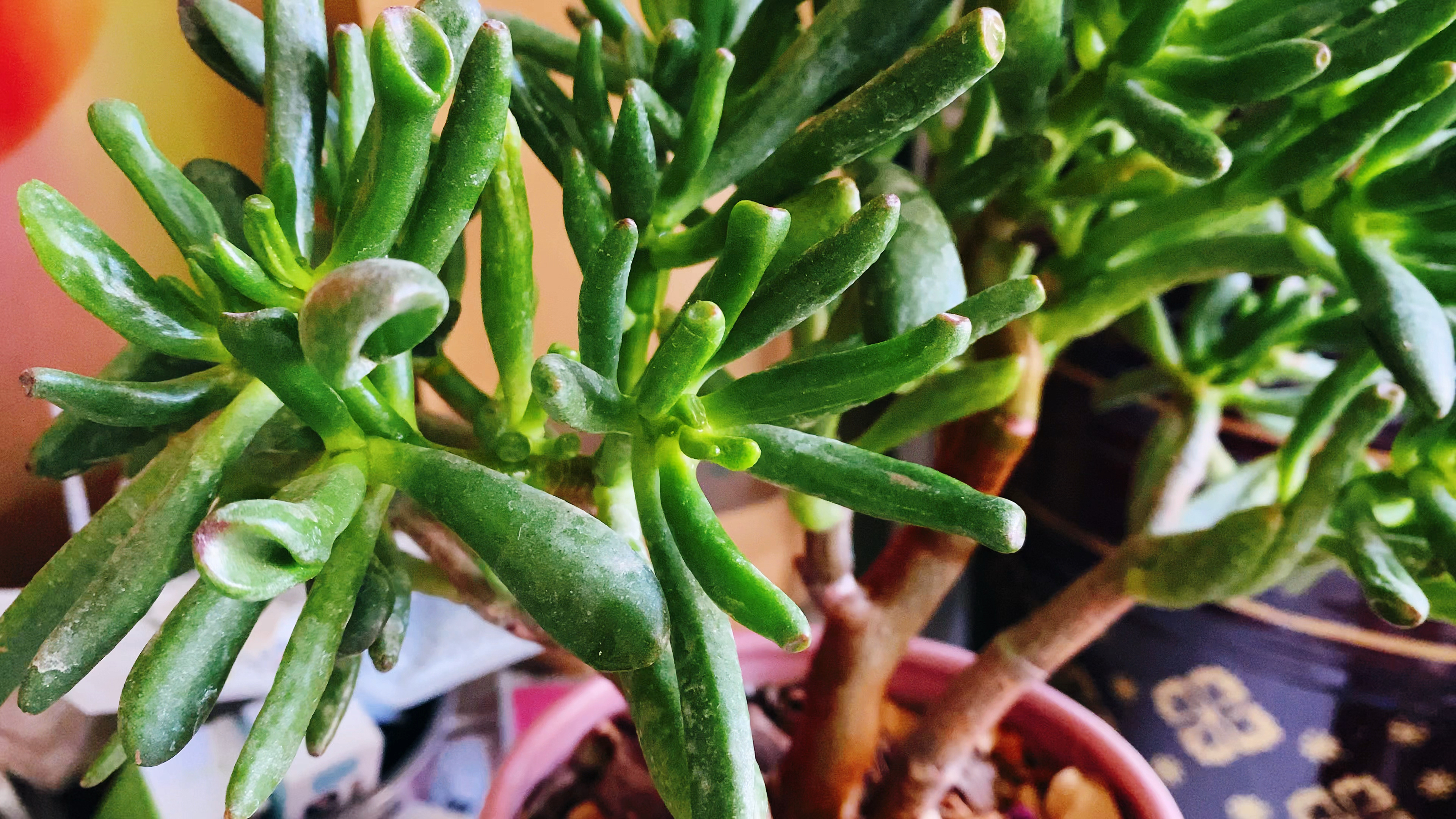 高温天养殖多肉吸财树,做好三不要!