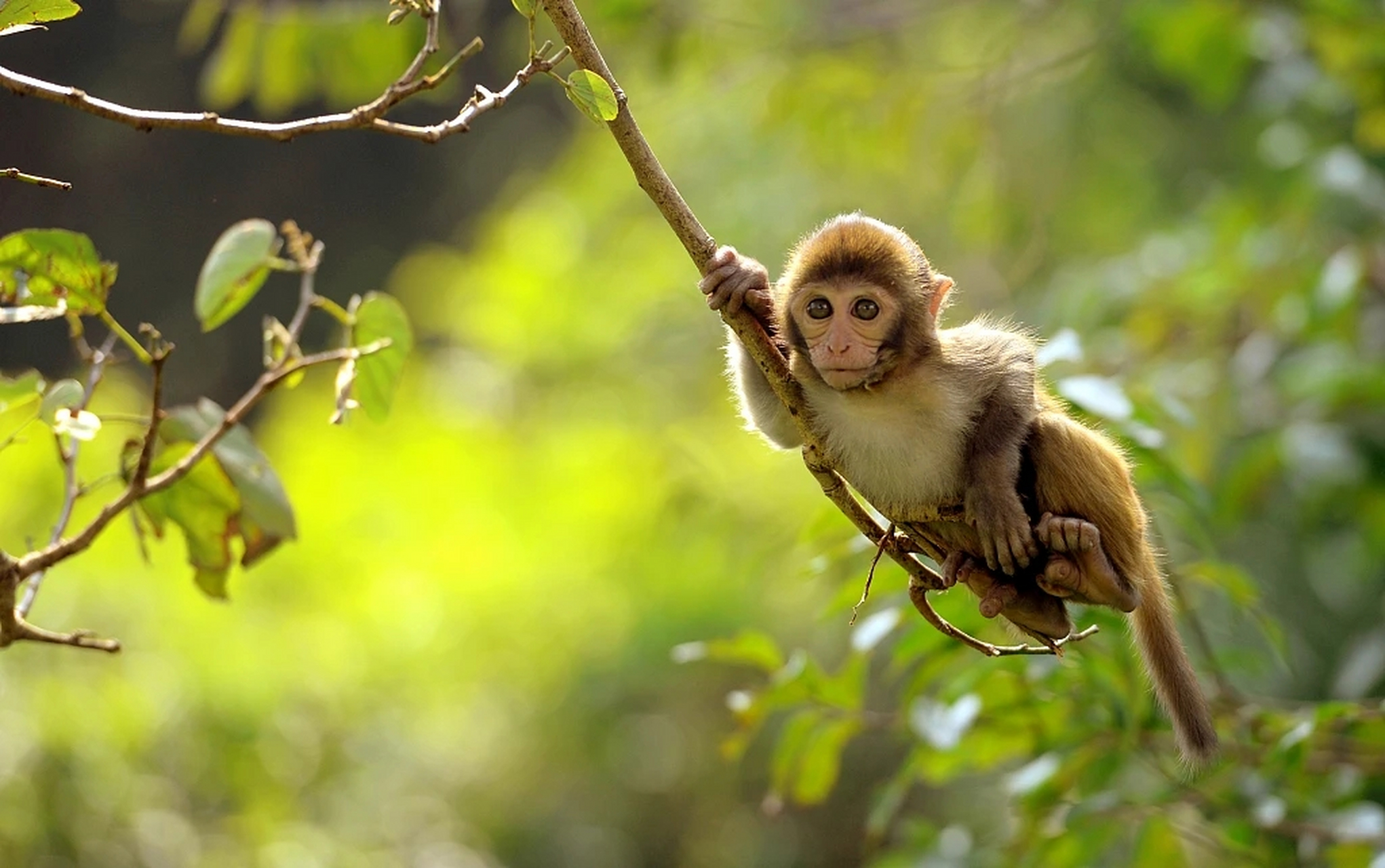 monkey是猴子,business是生意"monkey business 是"猴子的生意"吗?