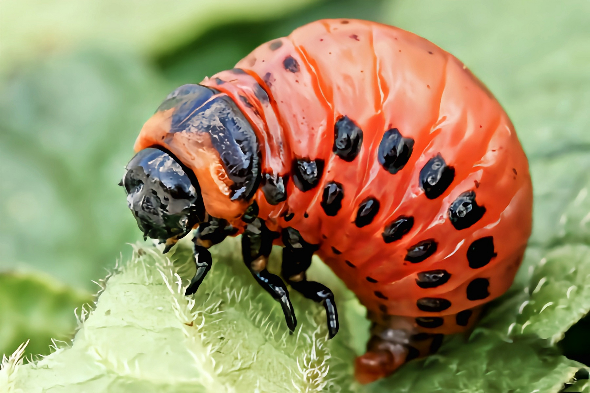 每天认识一种昆虫——马铃薯甲虫 马铃薯甲虫别名蔬菜花斑虫,原产于北