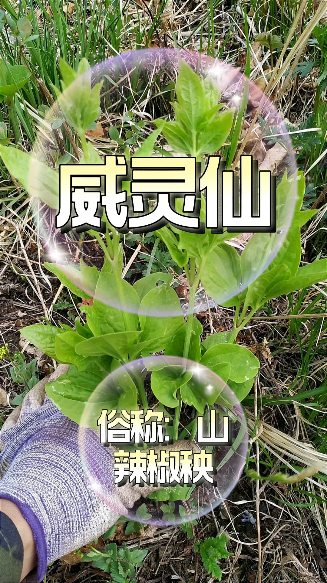 農村山裡的野生中草藥威靈仙老百姓俗稱山辣椒秧