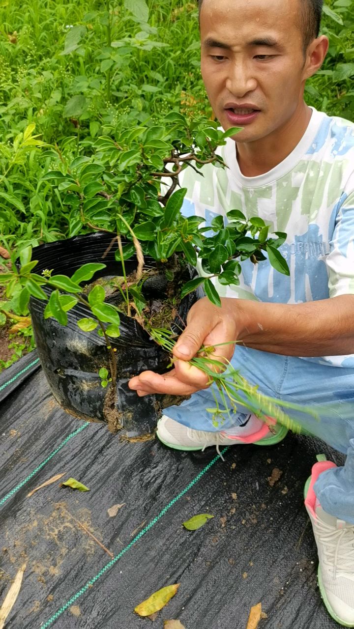 飞刺带根苗金弹子