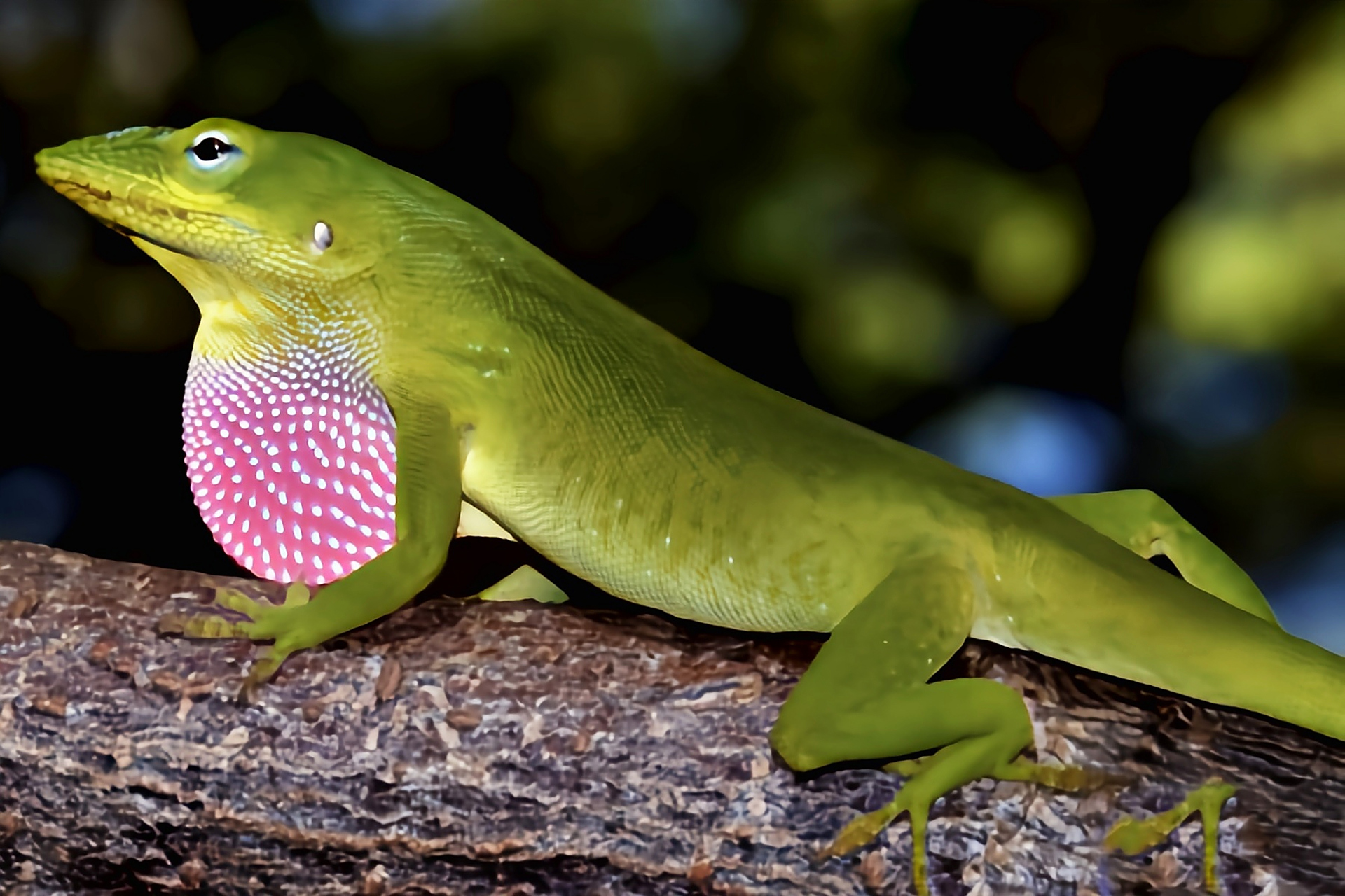每天认识一种动物——绿色安乐蜥 绿色安乐蜥原产于北美洲美国东南部