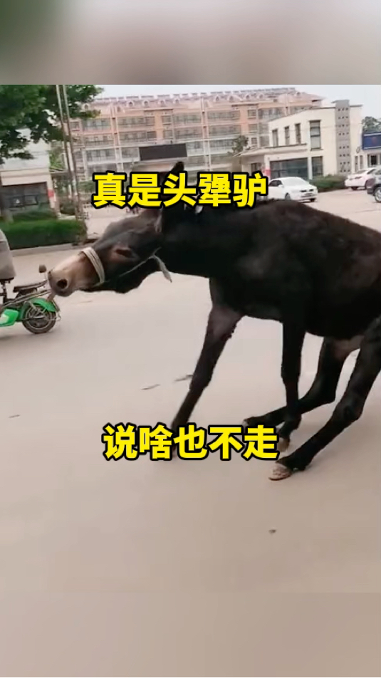 真是头犟驴,说啥也不走!