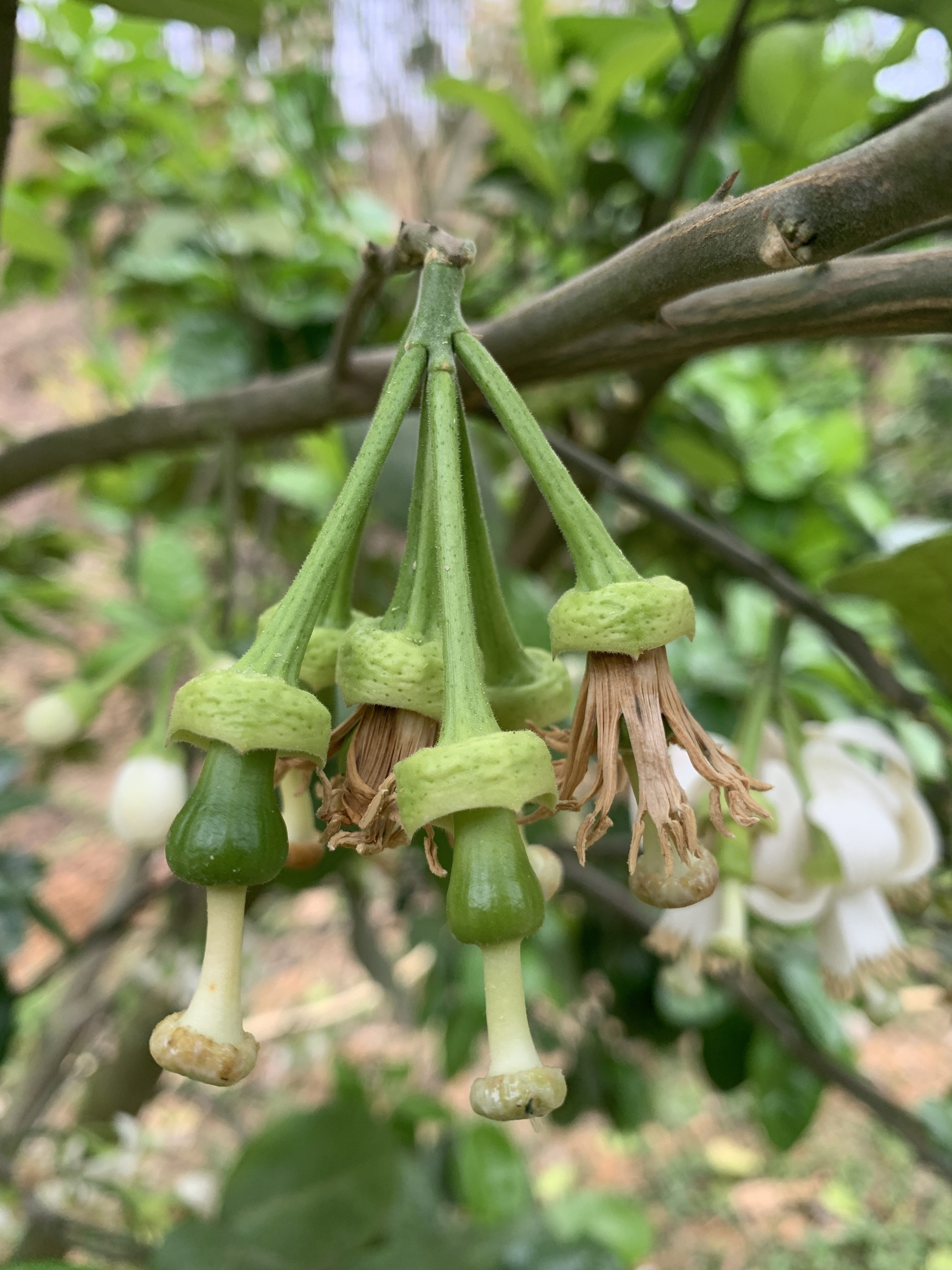 柚子开花前的图片图片