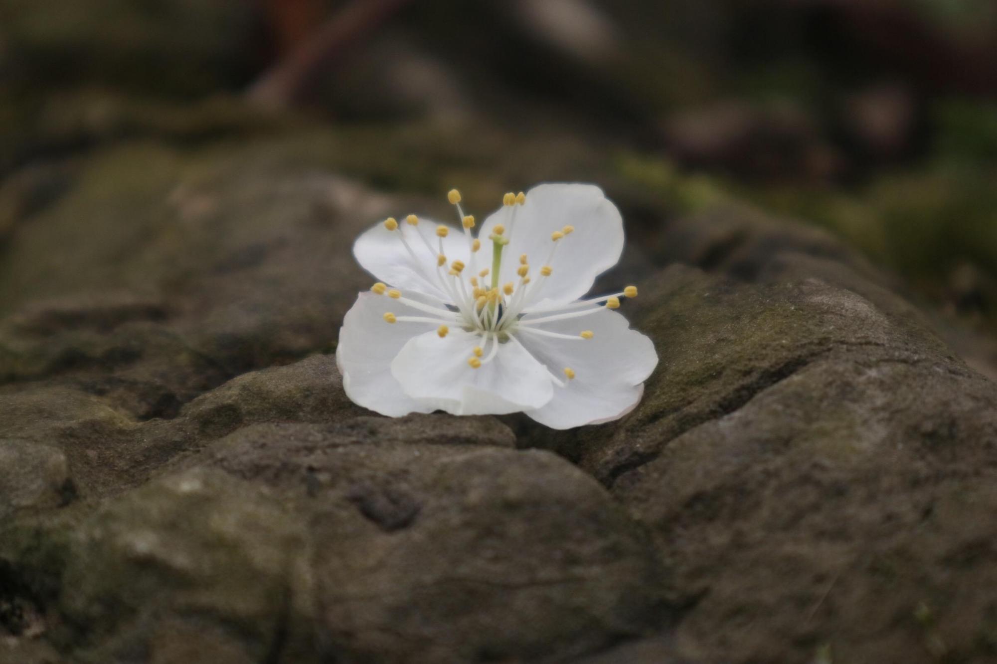 四月,微雨落花情