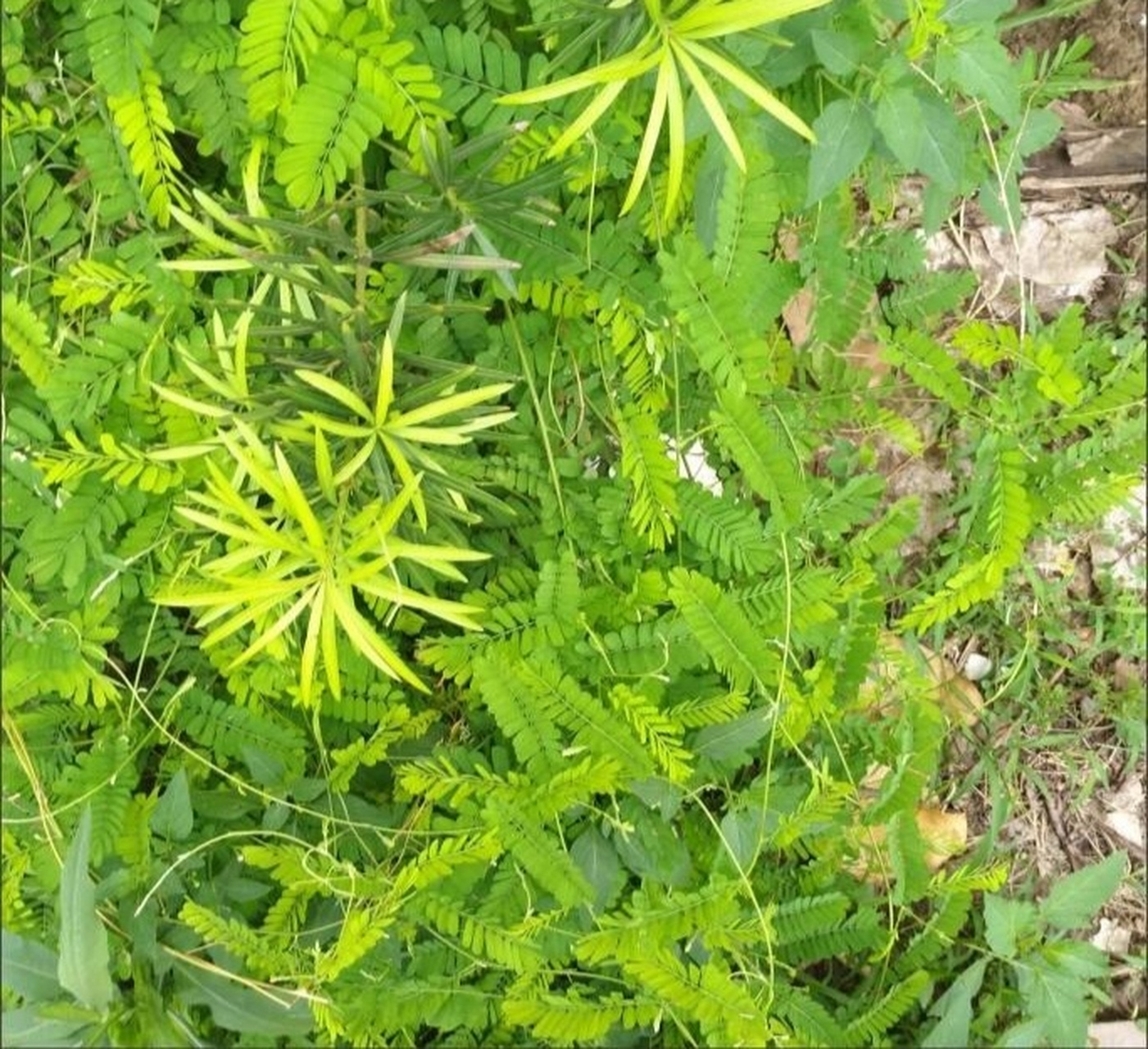 路边拾遗:野生鸡骨草 鸡骨草是一种草药,有很多的药用价值,广东人常