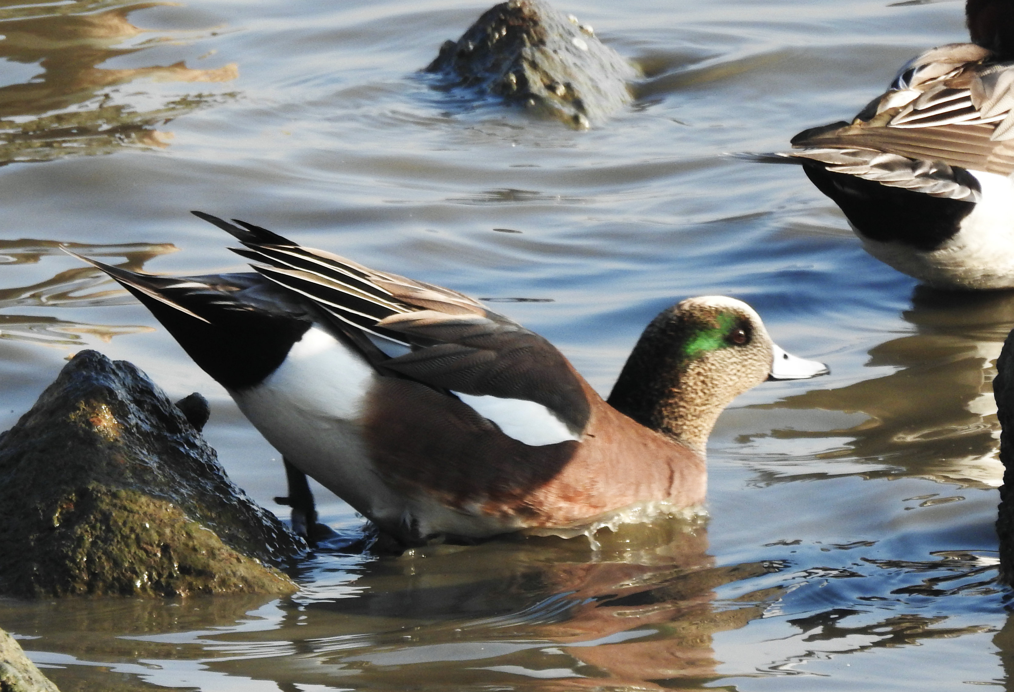 深圳湾的绿眉鸭