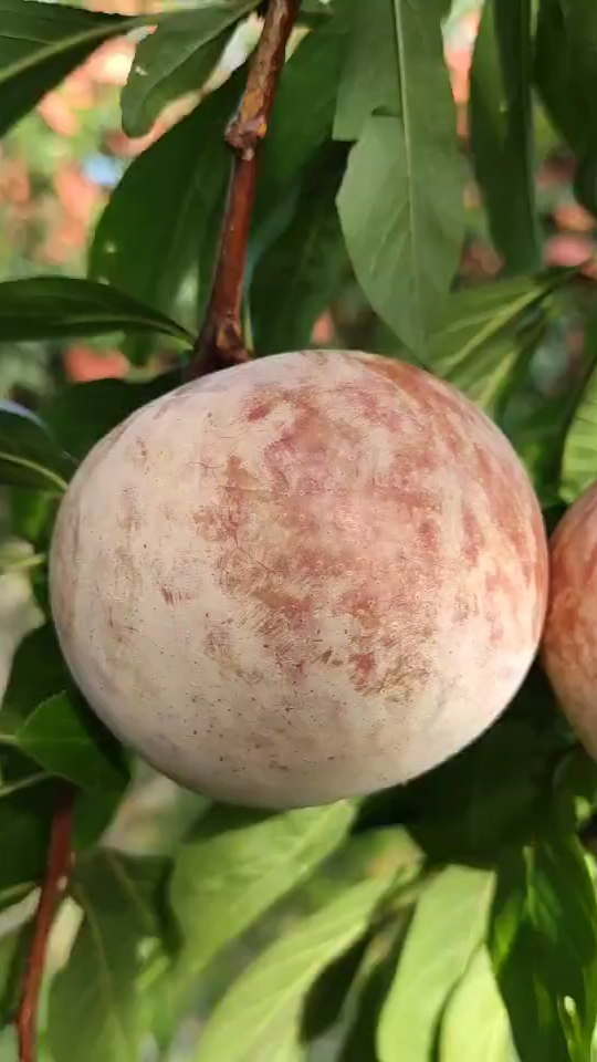 恐龙蛋李子苗 美国杏李品种 果个大 口感香甜 自花结实率高