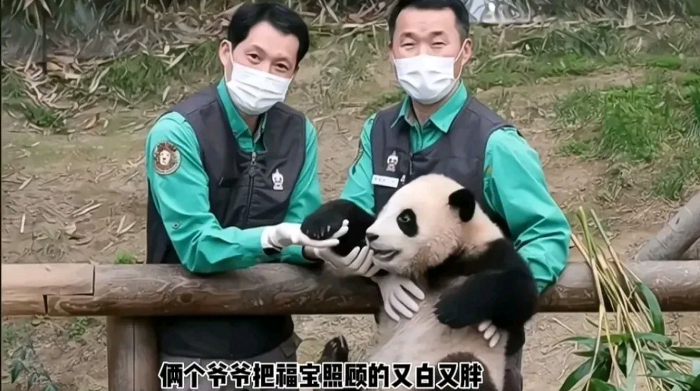 大熊猫# 宋爷爷写给福宝的话:回去以后如果过得不好,请带着快乐的