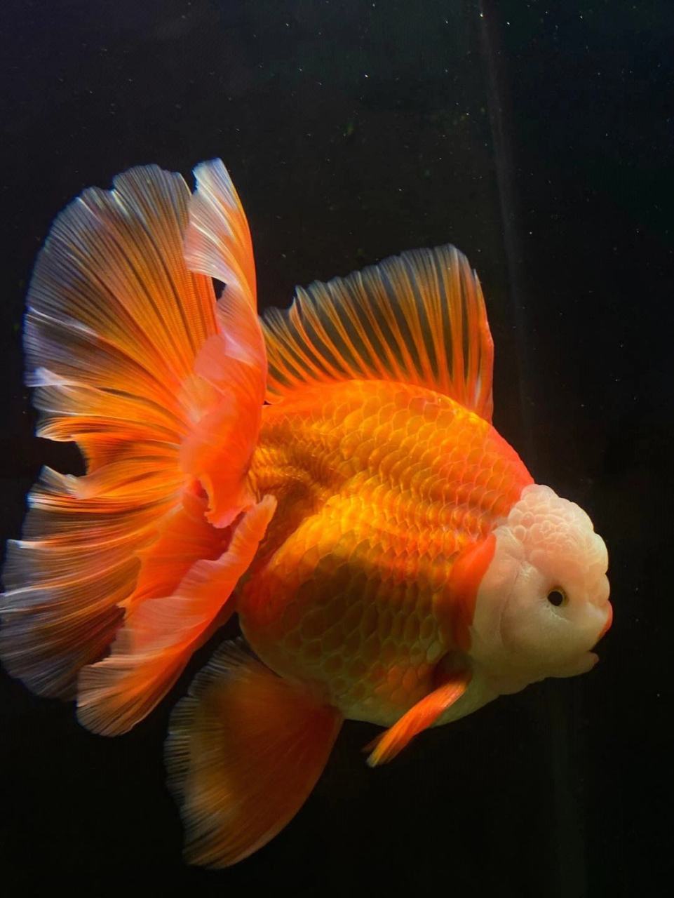 泰狮金鱼#观赏鱼