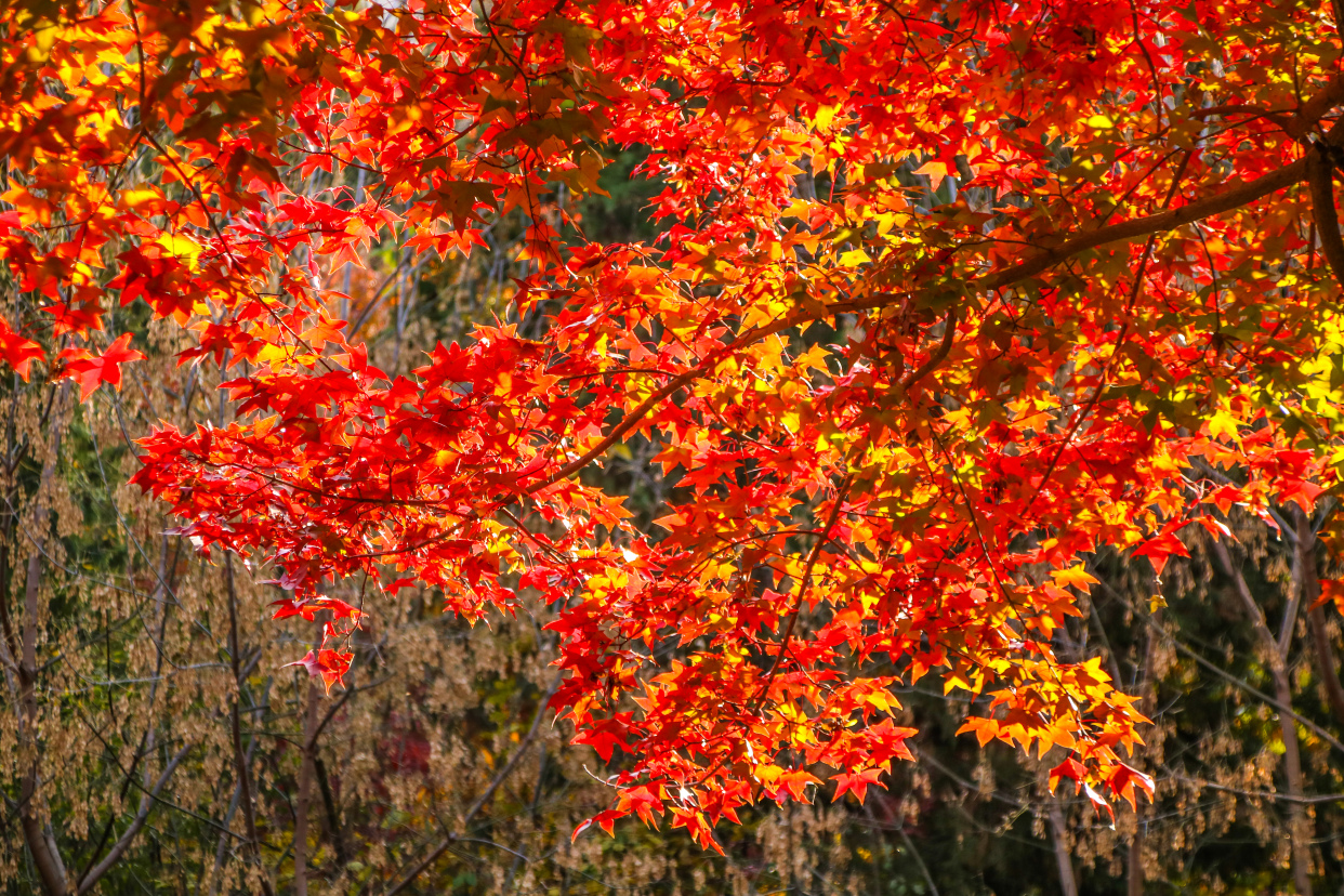 香山红叶红满天