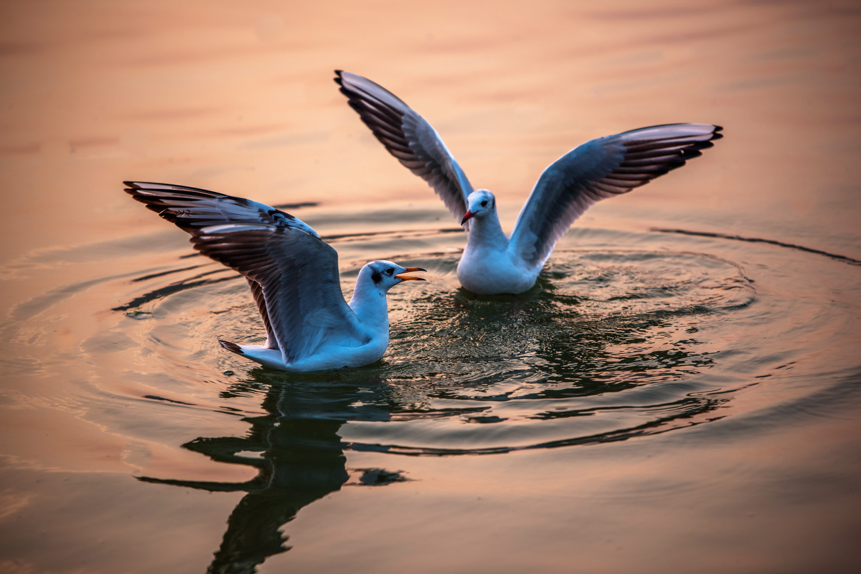 德阳没有大海,但是却有很美的海鸟