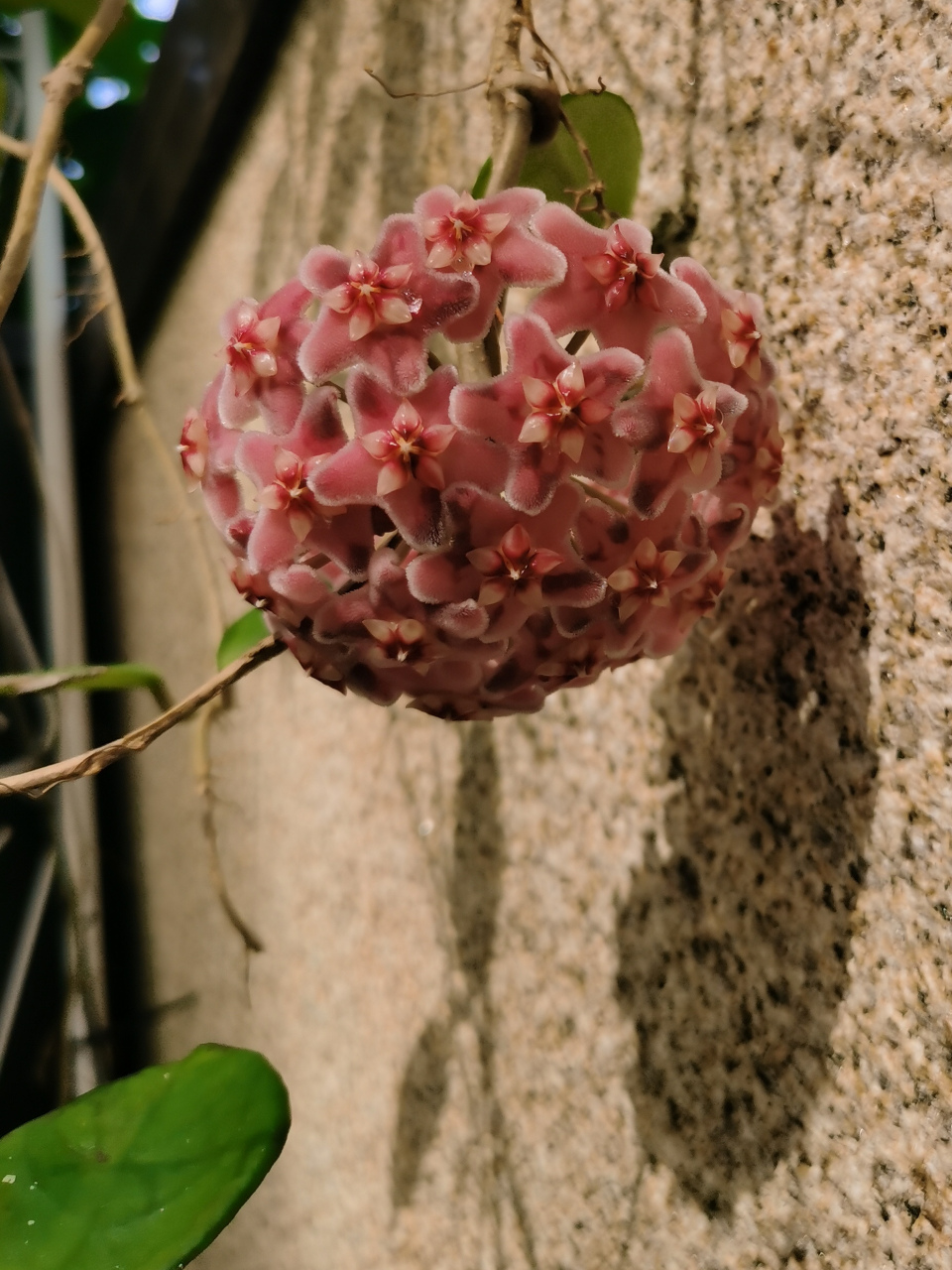 小院春光,复古的卡诺萨球兰姗姗来迟,悄悄的挂在灰白色的墙头上,安静