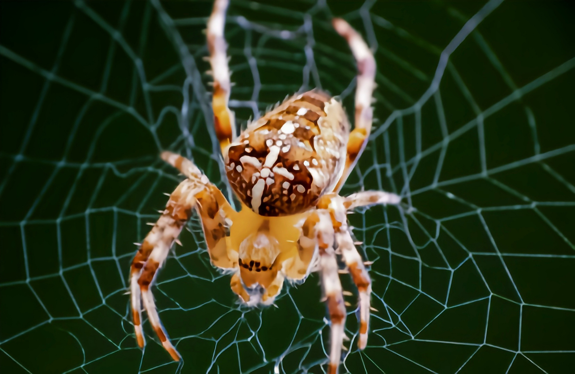 每天认识一种动物——达尔文树皮蜘蛛 达尔文树皮蜘蛛别名平额蛛