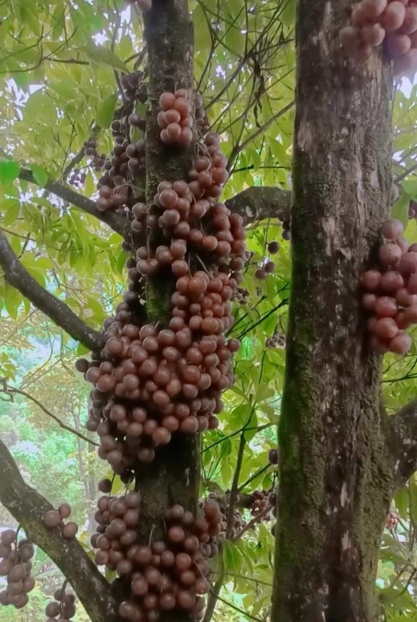 这是树瘤子么?在北方没有见过.
