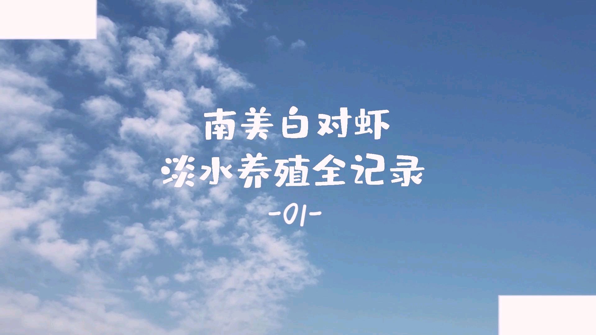南美白对虾淡水养殖全记录