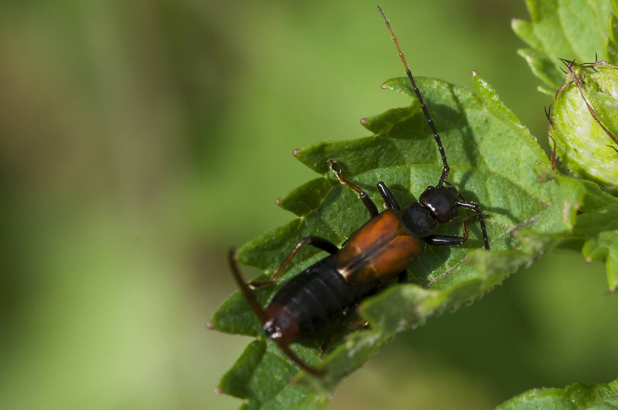 蠼螋,别名夹板虫,戏称夹鳖虫