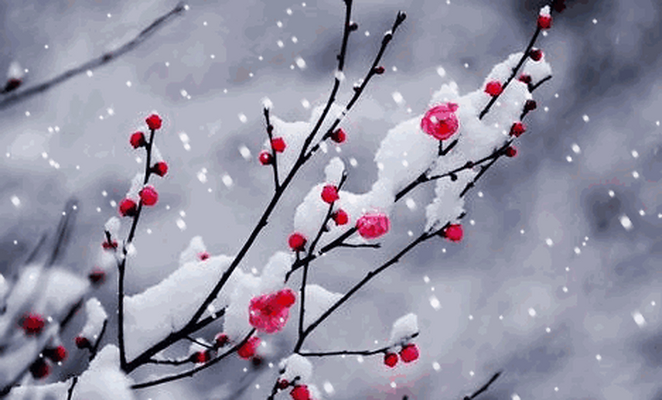 雪花飘飘,一支寒梅立雪中