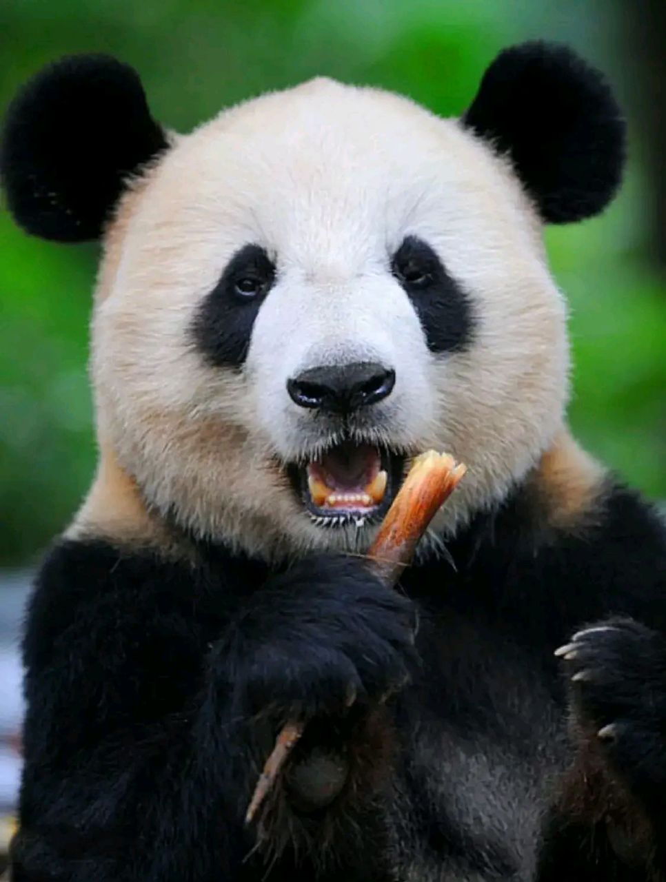 这就是被骂丑熊猫的大熊猫灵灵.