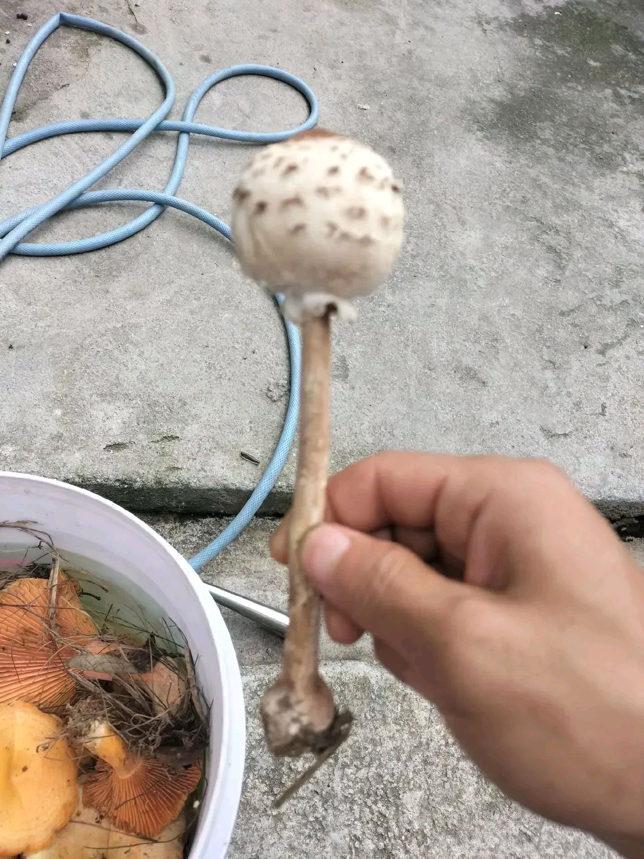 森林之大无奇不有这次在树林里居然发现了棒棒糖蘑菇