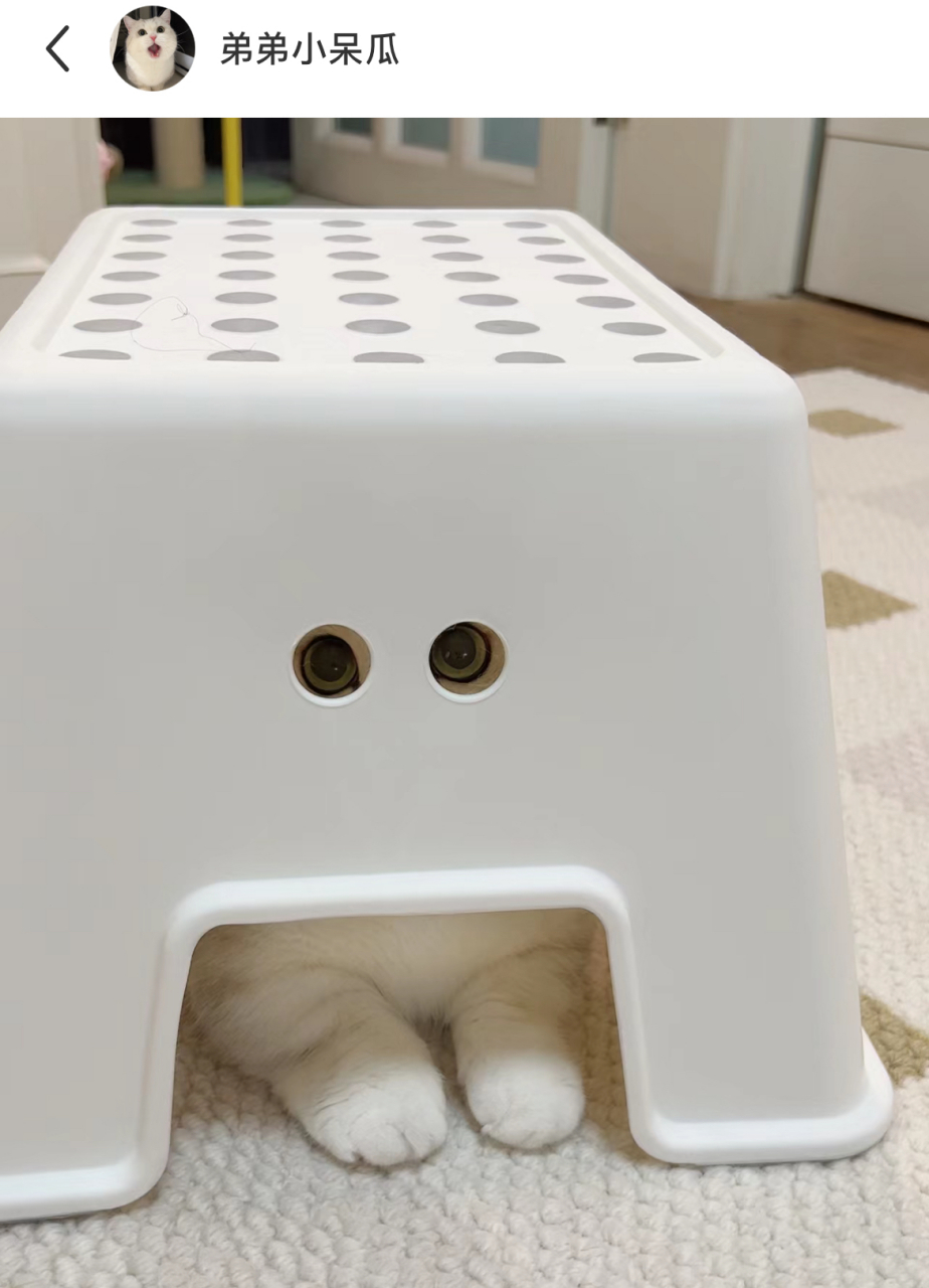 网友:找猫找了一个小时,结果它躲在凳子下面暗中观察,小猫咪:这个人转