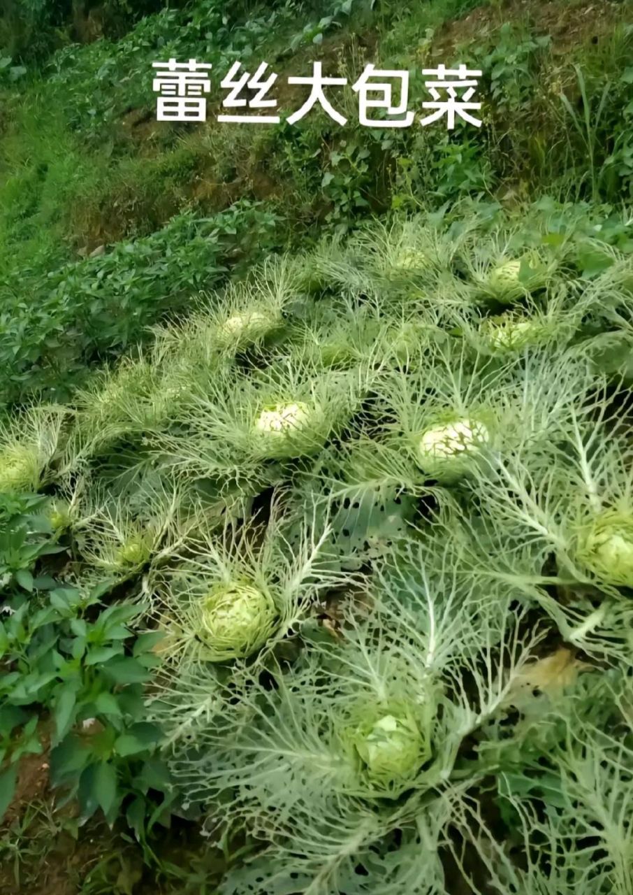 银丝包菜图片图片