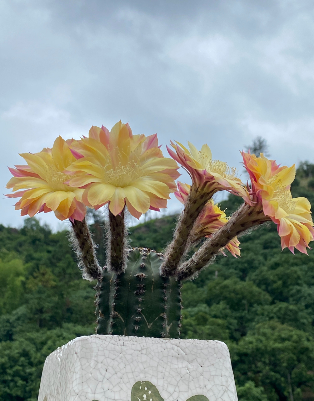 席克氏彩草仙人球,激流