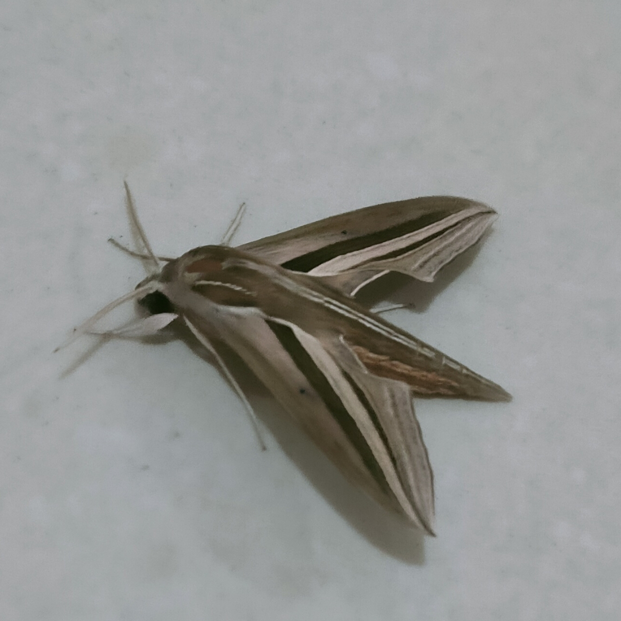 外出回来,发现一种蛾子,长得甚是有趣,外形像个战斗机