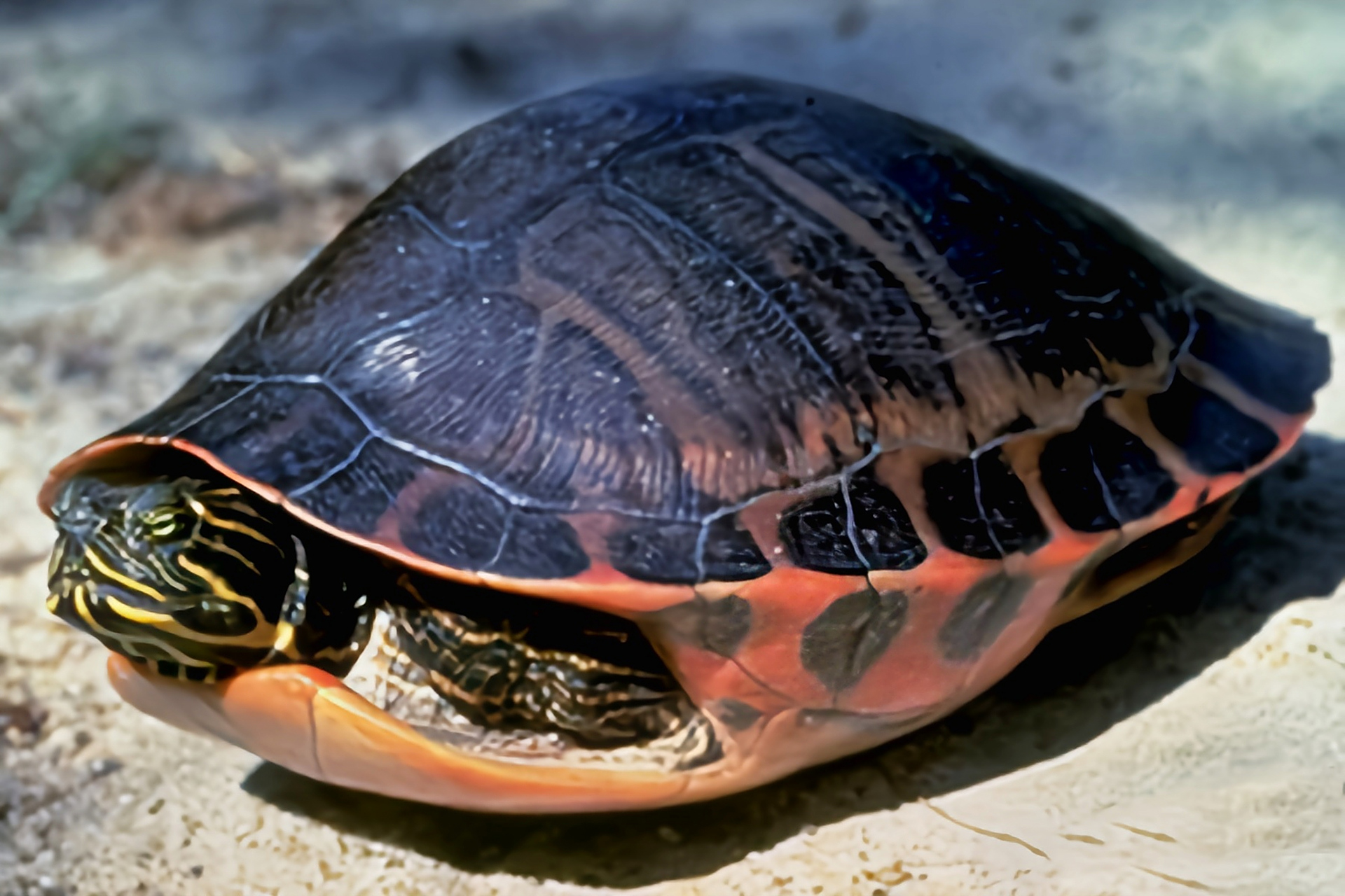 每天认识一种动物——阿拉巴马红肚龟 阿拉巴马红肚龟别名红日龟