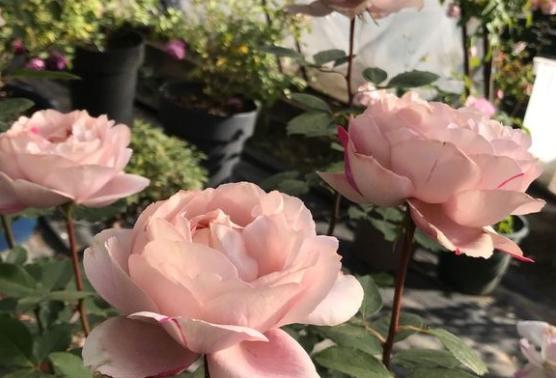 月季花伊芙六号、天使之吻、四度芬芳、胭脂香水