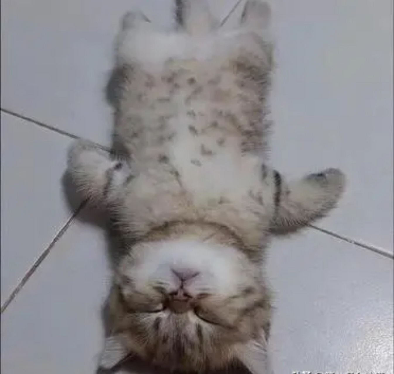 这才是标准的躺尸姿势.[嘻嘻]
