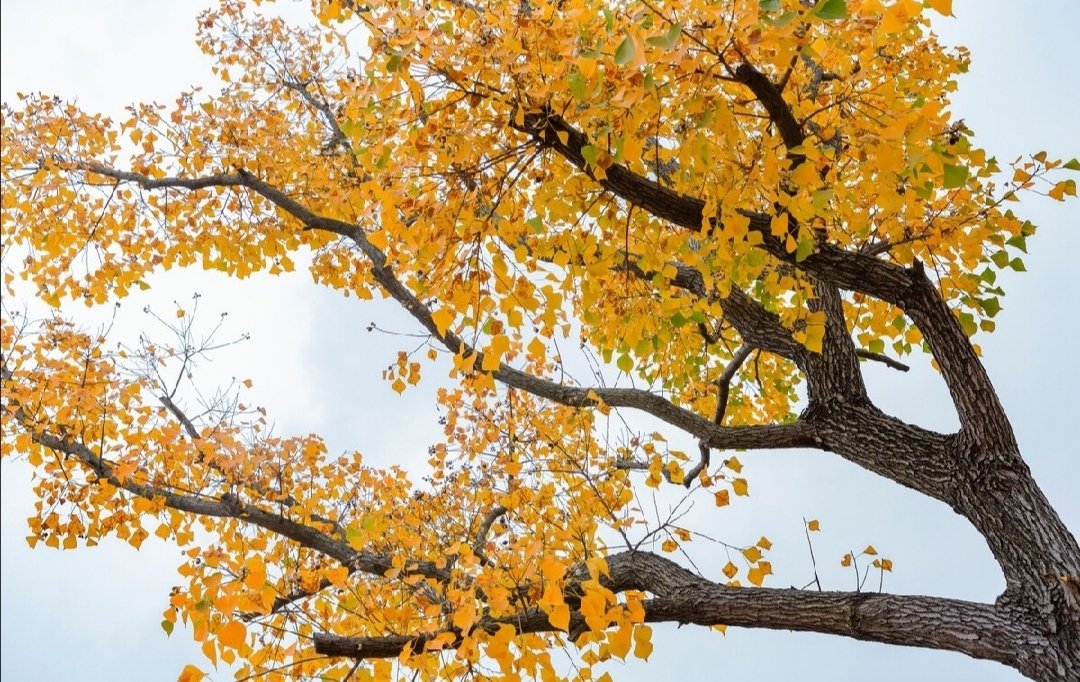 满院秋香一树风