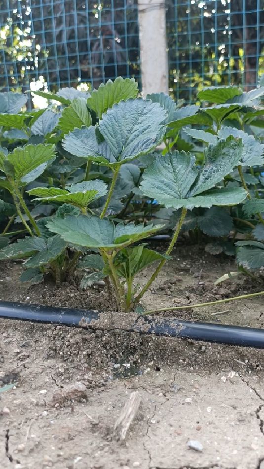 天使八号草莓苗基地