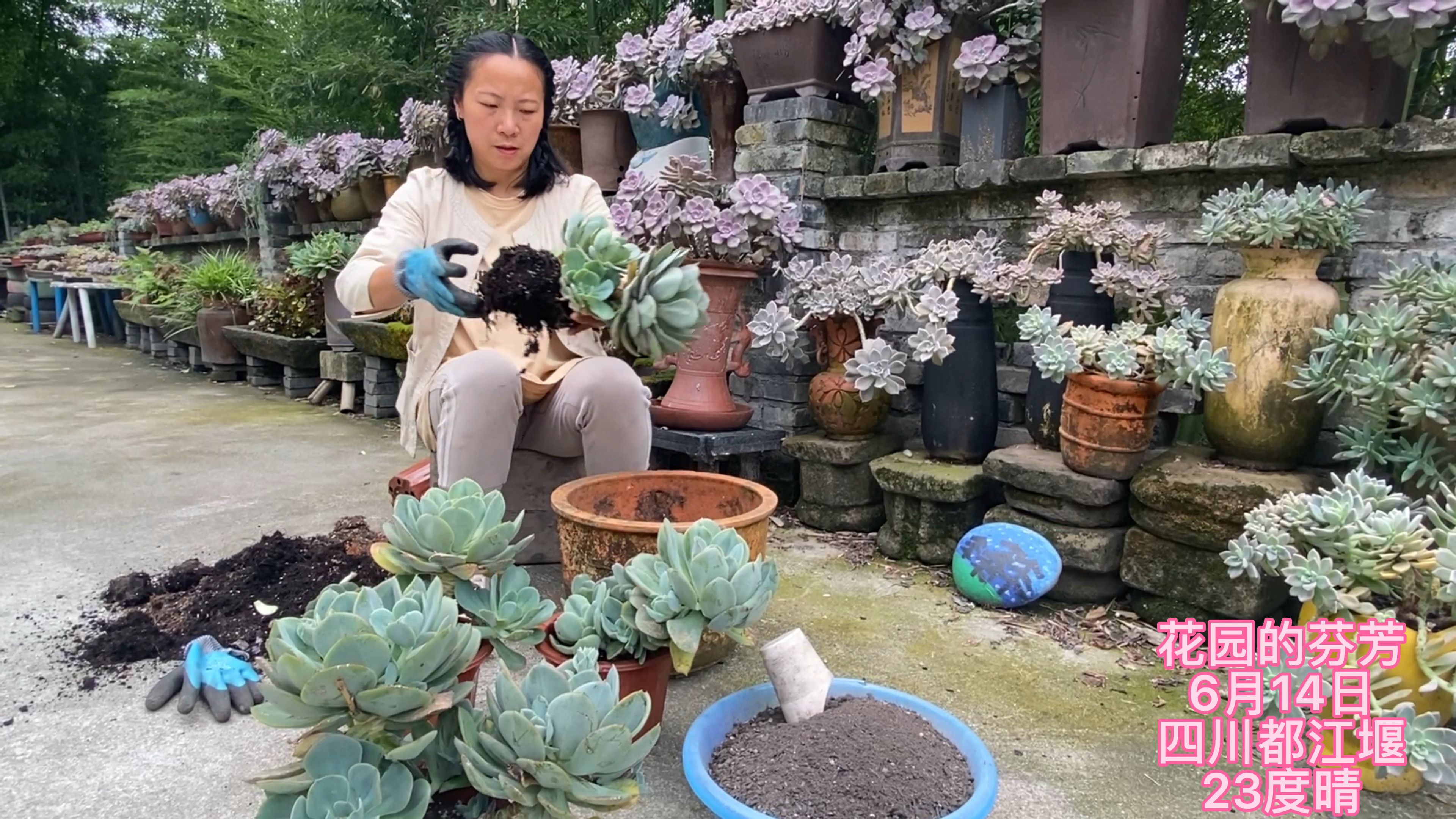 朱丽斯大家认识吗?拿4盆种一大盆露养,看它出颜色不?