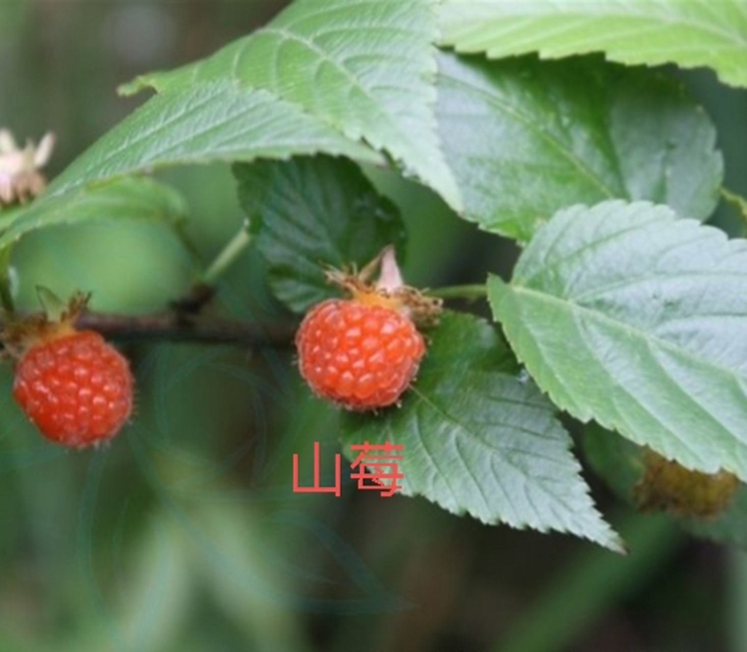 分别是山莓,秀丽莓,粉枝莓,高粱泡,空心泡,东南悬钩子,黄泡.