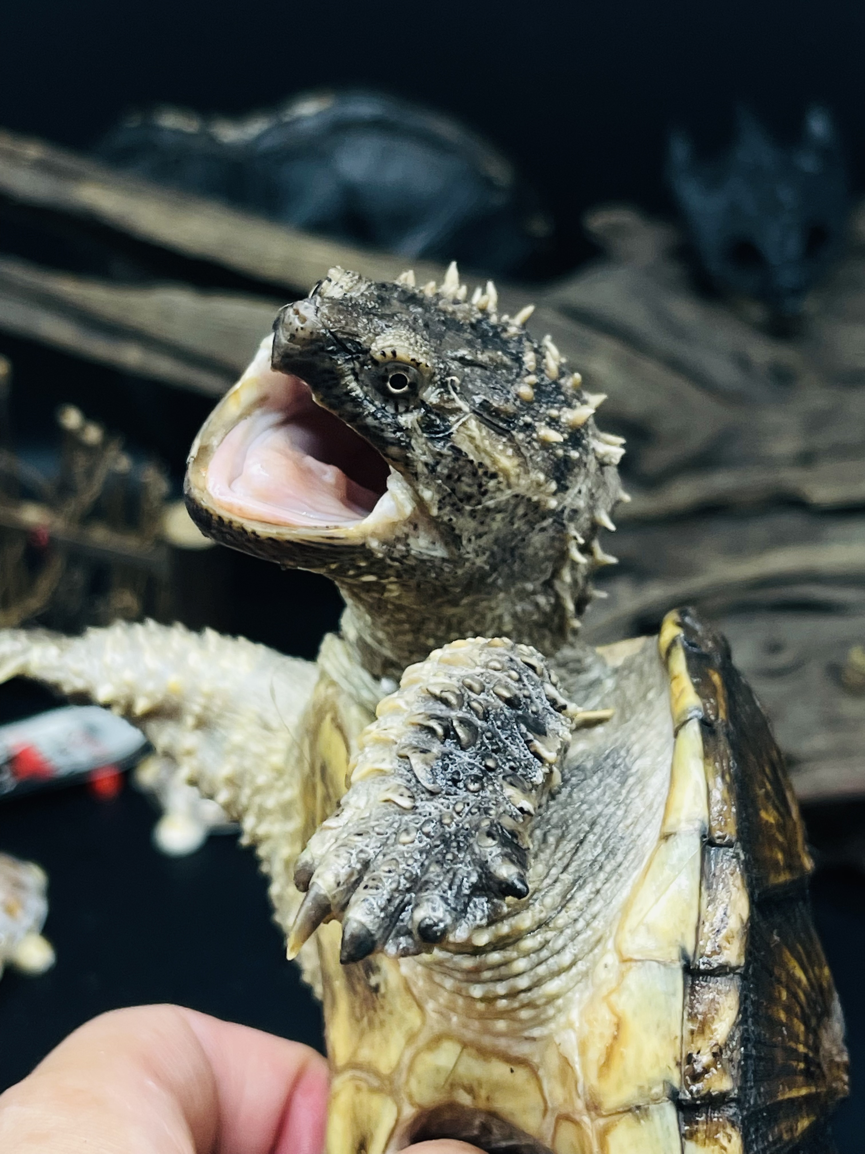 正宗纯种佛罗里达拟鳄龟图文欣赏