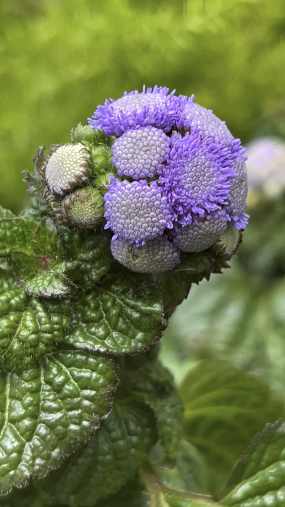 蓝花野茼蒿,冬天里出现的一抹蓝色也很美!-度小视