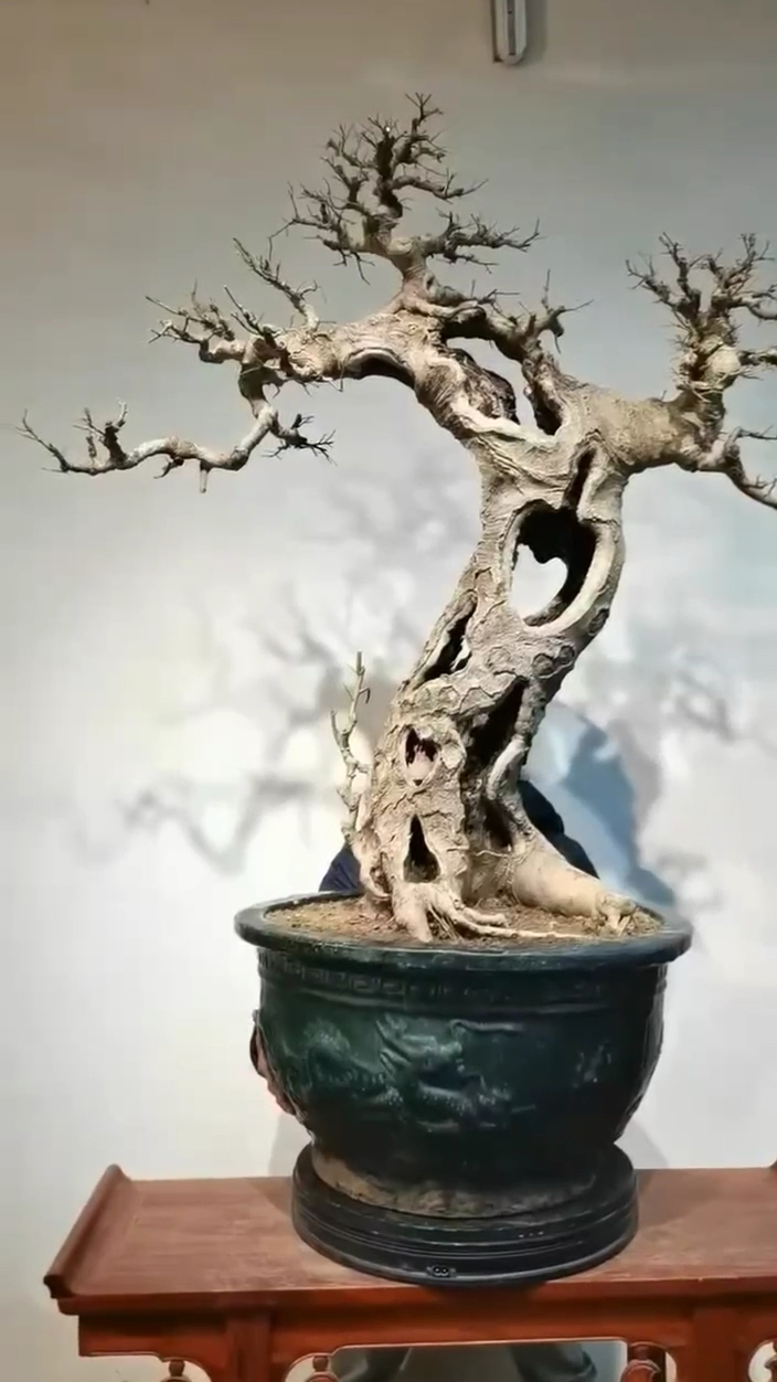 分享一棵苍老朴树盆景