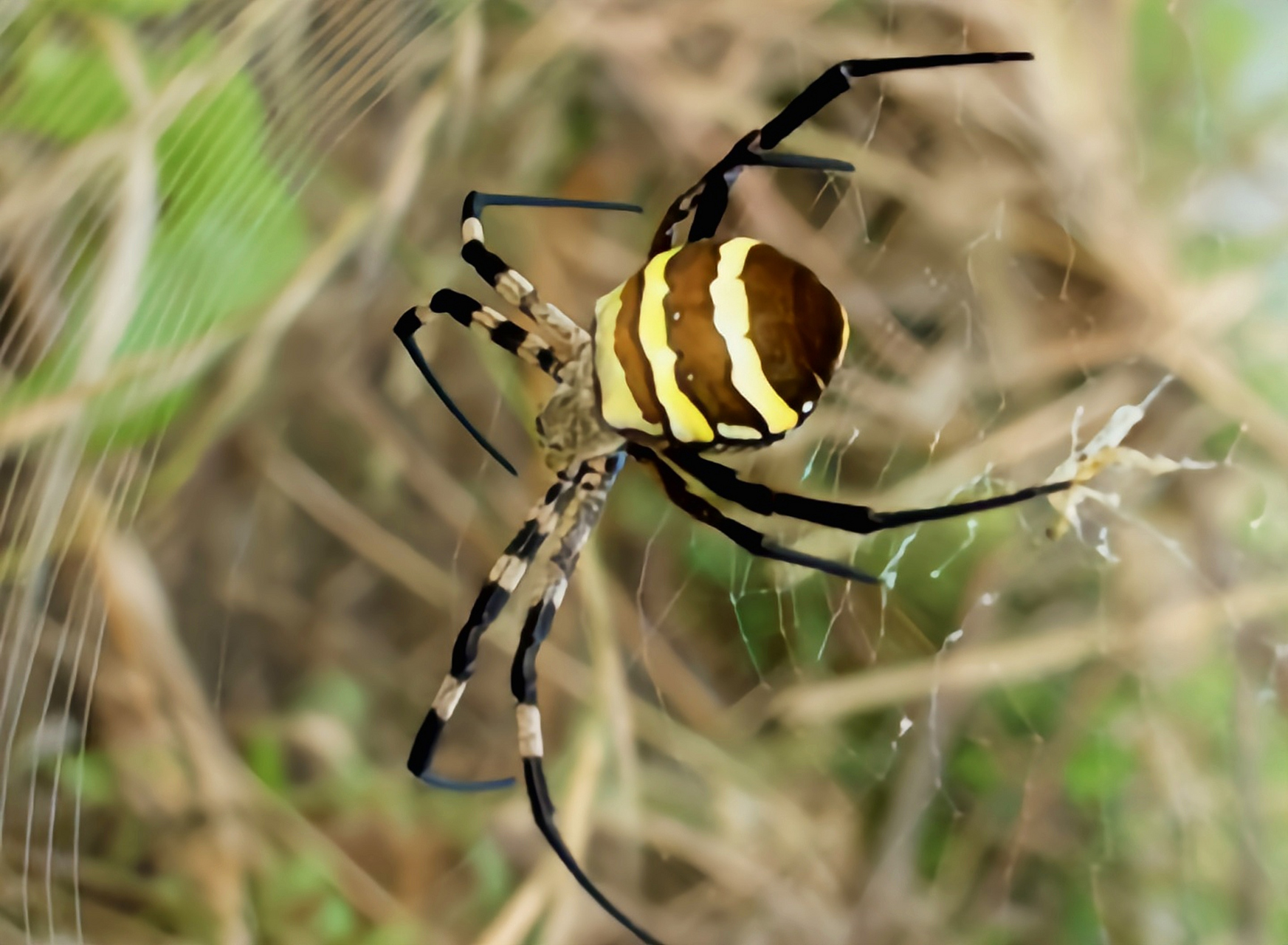 每天认识一种动物——悦目金蛛  悦目金蛛是最常见的蜘蛛品种之一