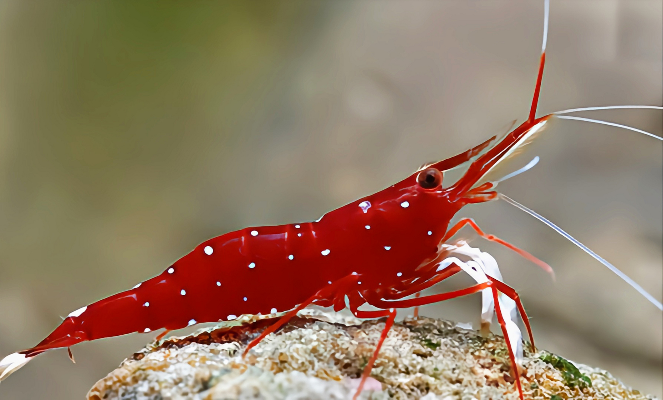 每天认识一种动物——白袜虾 白袜虾别名丹纳氏米虾,苏拉威西漫天星虾