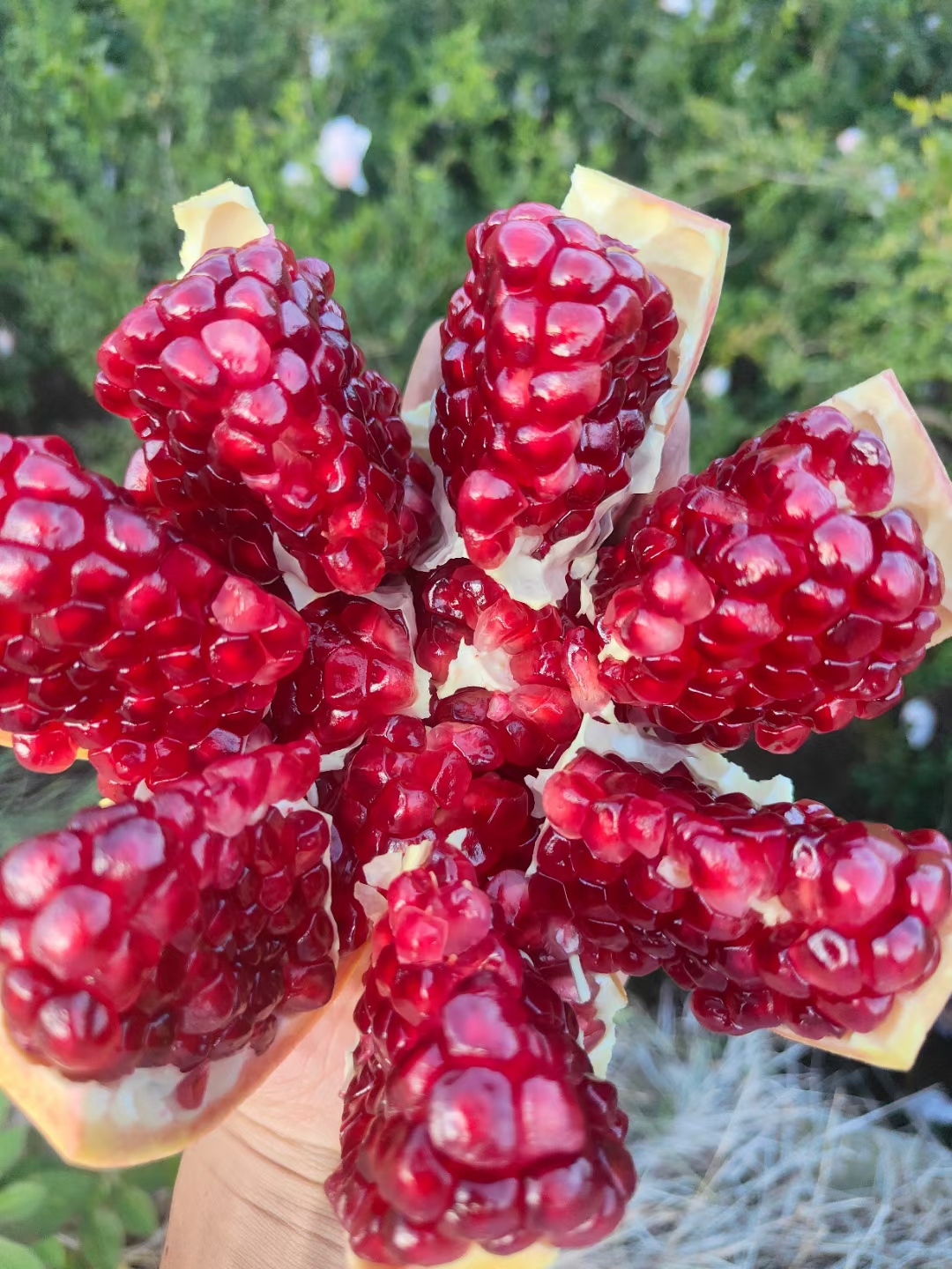 攀枝花水果简介6——石榴