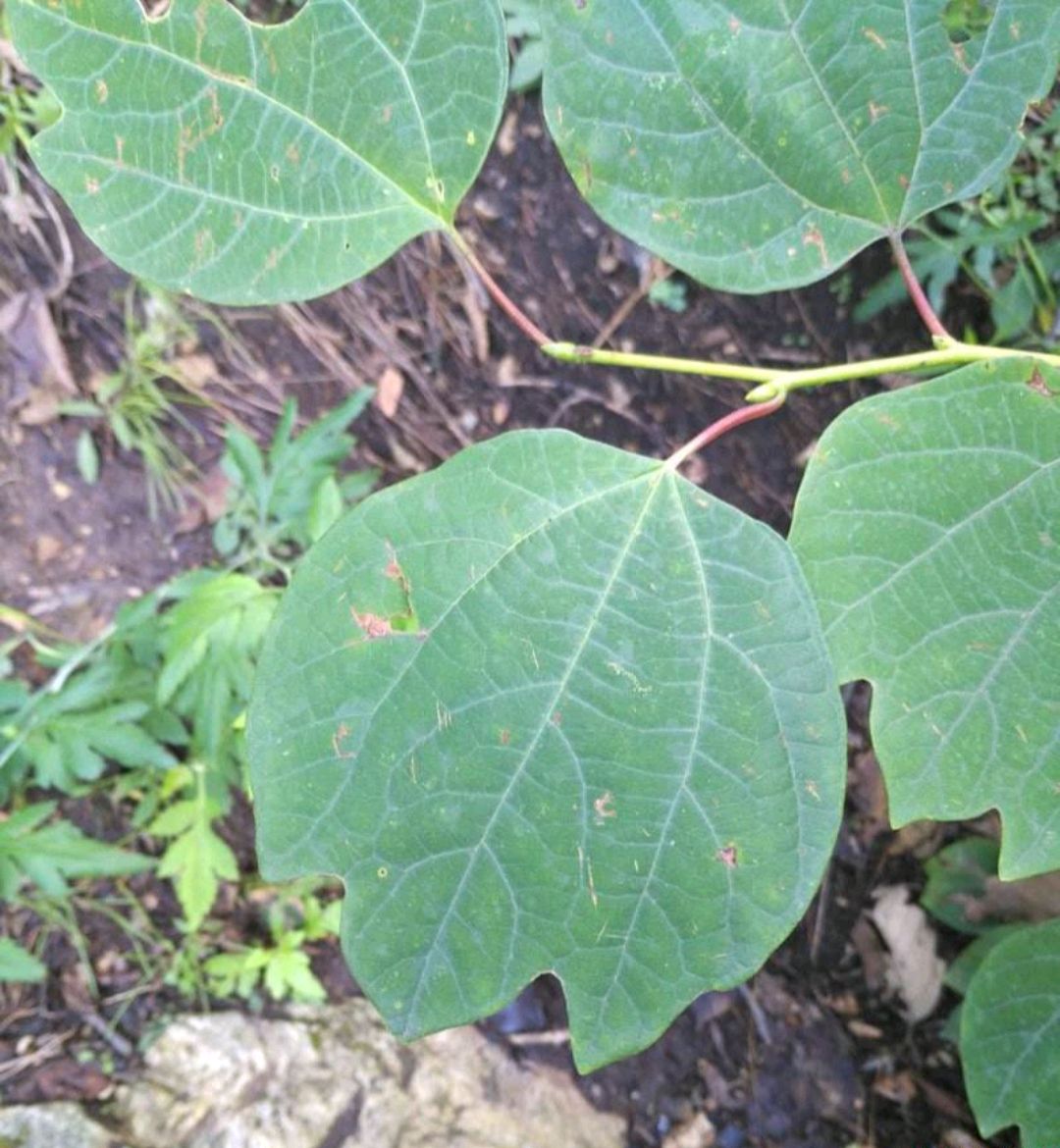 三桠乌药是一种怎样的树种?