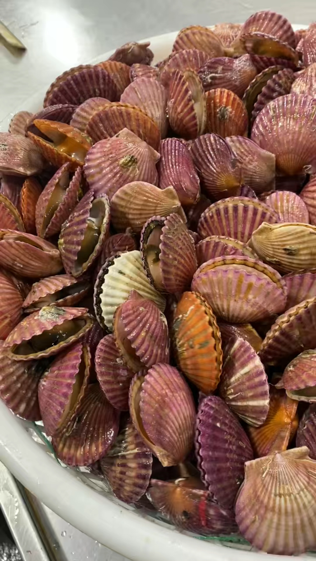 这么多的新鲜活扇贝,怎么吃好呢?蒜蓉粉丝扇贝还是辣炒扇贝?